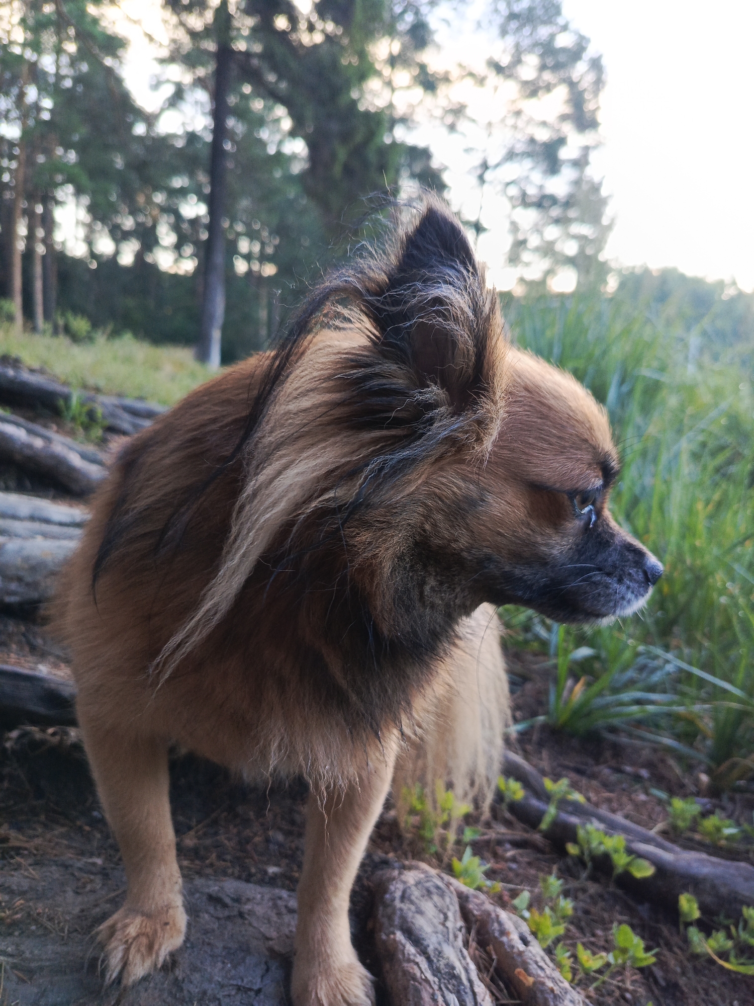 A medium-close up shot shows a small, long-haired brown dog with black markings on its ears and face. The dog is standing on a rocky, wooded area, possibly near a body of water, given the presence of tall green grass in the background. Sunlight filters through the trees, creating a soft, dappled effect. The dog's fur appears slightly wet. The background is blurred, with the focus clearly on the dog. The image depicts a natural outdoor setting, likely within the Chaikovsky city limits in Russia, where such natural landscapes are common.