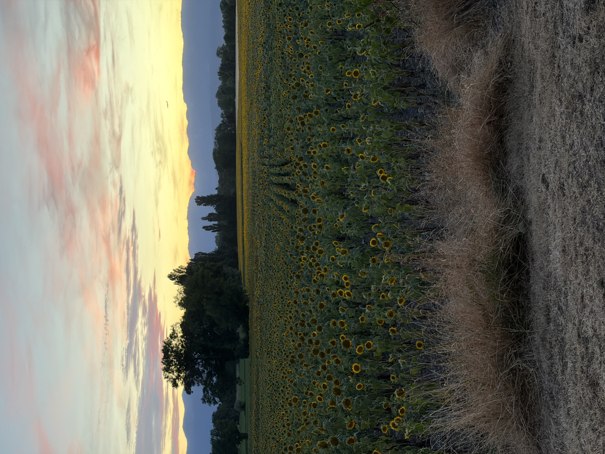 This is a vertical, medium-shot photograph of a vast sunflower field at sunset. The field is densely populated with sunflowers, their heads facing forward in neat rows that stretch into the distance. In the foreground, dry, light-brown grass and straw litter the ground. Behind the field, a line of dark green trees and mountains creates a silhouetted horizon against a sky filled with soft, pastel-colored clouds—shades of pink, orange, and pale yellow—indicating the setting sun. A small airplane is visible in the upper right portion of the sky. The lighting suggests the end of the day, with a warm, golden glow illuminating the scene. The location is Veigy-Foncenex, France.