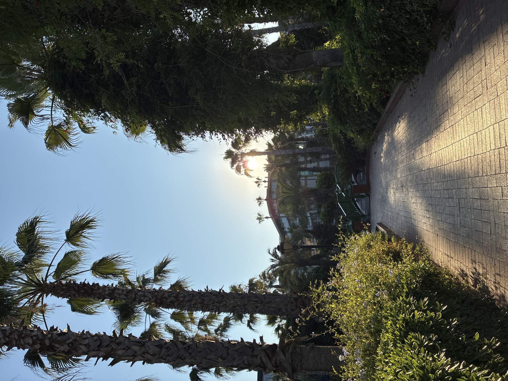 The image depicts a sunlit pathway in Alanya, Turkey, lined with lush greenery and palm trees. The pathway is paved with rectangular stones and casts long shadows from the surrounding vegetation, indicating a low angle of the sun. To the left, a dense hedge with small purple flowers is visible, bordering the pathway. Further along the pathway, a small green bridge arches over a water feature, leading towards buildings in the background.
Tall palm trees with rough, textured trunks dominate the left and central parts of the image, their fronds creating a canopy against the clear blue sky. Sunlight filters through the palm leaves, creating dappled light on the pathway. To the right, another palm tree is heavily intertwined with dense green ivy, creating a wall of foliage. In the distance, a multi-story building with a red-tiled roof is visible, characteristic of Mediterranean architecture. The overall scene suggests a resort or hotel environment in Alanya, characterized by its tropical vegetation and proximity to the coast. No people are visible in the image.