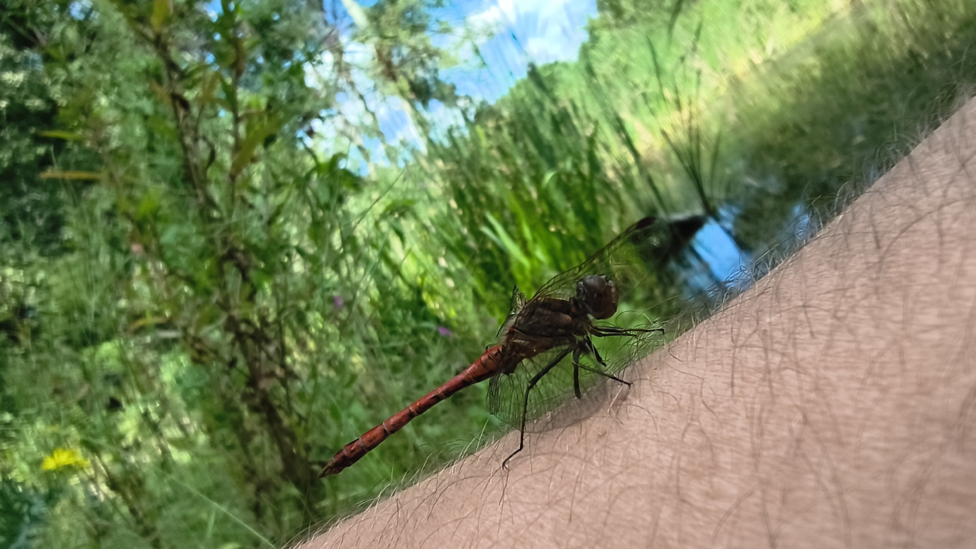 A dragonfly with a reddish-brown body and transparent wings rests on a person's arm. The arm is covered in fine hairs and is positioned close to the camera, with the background blurred. The background consists of lush green foliage, possibly trees and plants, with patches of bright blue sky visible through the leaves. The scene suggests an outdoor setting in a natural environment. The provided crops are not specific to any location.