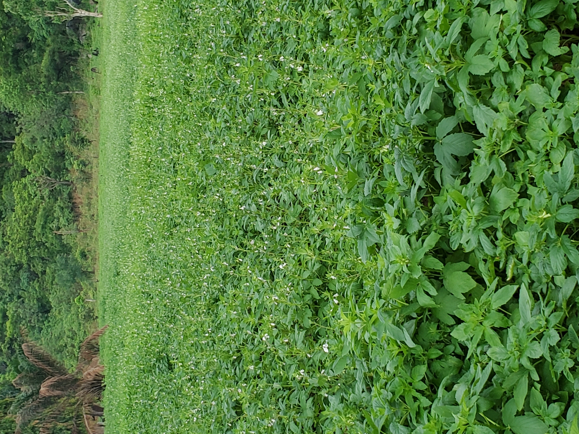 The image depicts a lush, green field of flowering plants. The field appears to be dense and overgrown, with a mixture of different types of leafy plants. The plants are dominated by small white flowers that are blooming across the field. Adjacent to the field is a dense forest area with tall trees and diverse vegetation. The image appears to be taken during the daytime under natural light. The location is likely Mararaba, Nigeria.