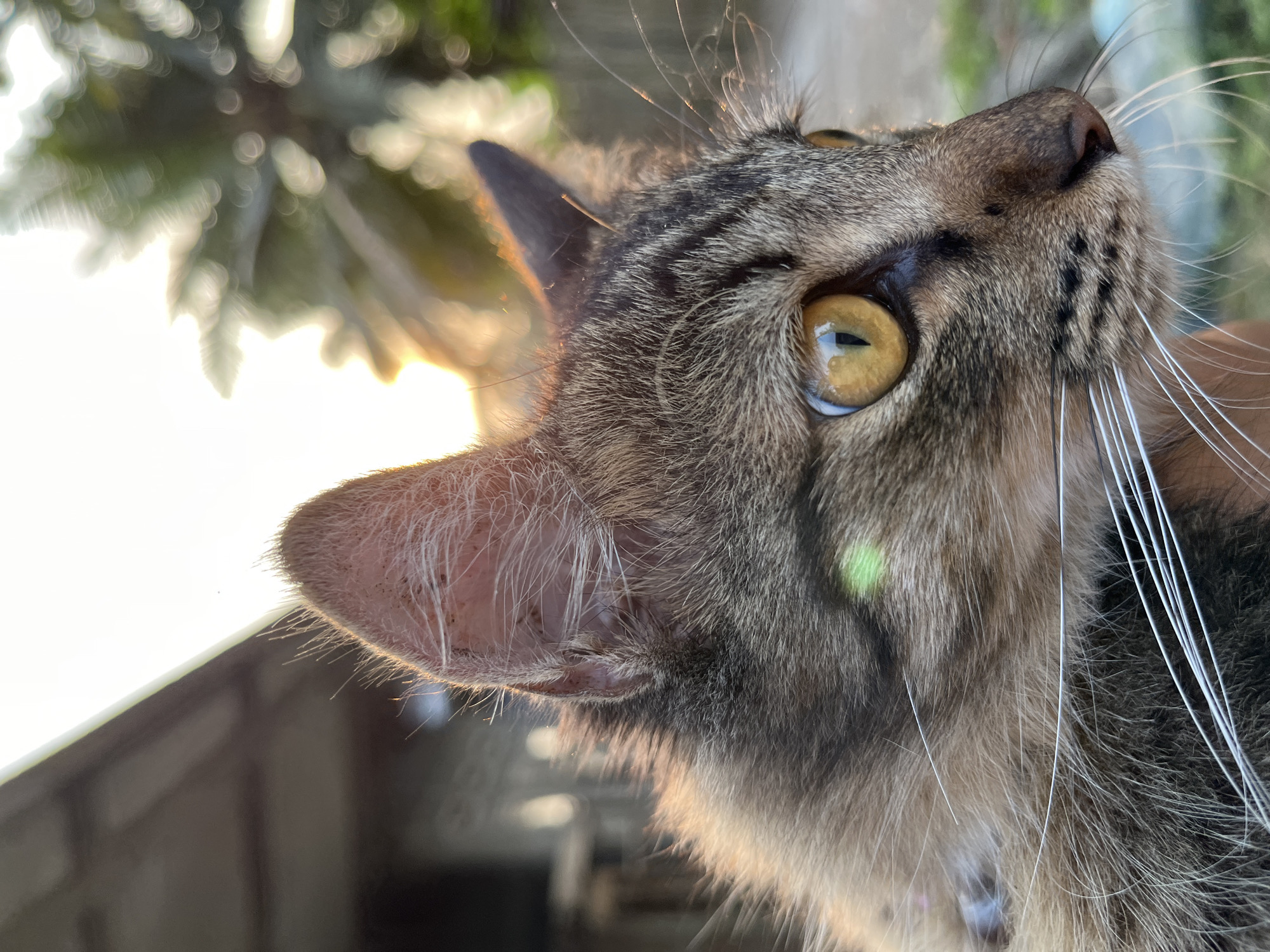 A close-up, side profile image of a brown tabby cat's face is captured during golden hour in Tambakreja, Indonesia. The cat, with striking amber eyes, is positioned in the foreground, its fur illuminated by the warm sunlight. The background is softly blurred, featuring palm tree fronds silhouetted against the setting sun, hinting at a tropical environment. A portion of a building's roof is visible on the left, suggesting an outdoor or semi-outdoor setting near a residential or industrial area. The overall scene evokes a peaceful and serene atmosphere.