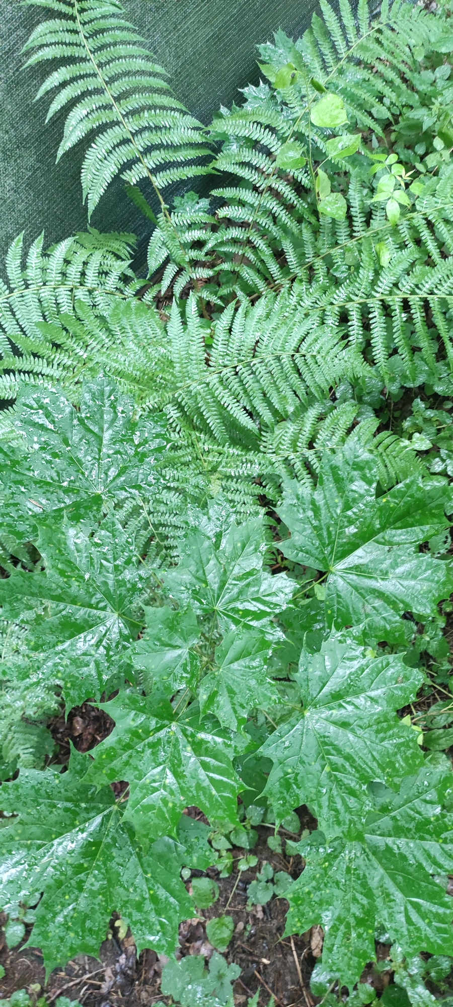This media file shows a close-up view of lush green foliage, dominated by the large, palmate leaves of what appears to be a maple tree in the foreground. These leaves are wet, with water droplets visible on their surface, suggesting recent rain. Interspersed with the maple leaves are the feathery fronds of ferns, creating a layered texture. In the upper left corner, a dark green, mesh-like material is visible, possibly a garden netting or fence. The overall scene is one of a wet, verdant natural environment, likely a garden or a forest floor, given the presence of soil and scattered leaves on the ground. The lighting suggests it is daytime, but the overcast conditions implied by the wetness might indicate a cloudy or rainy day. There is no visible text in the image. The location context is Rosinka, Russia.