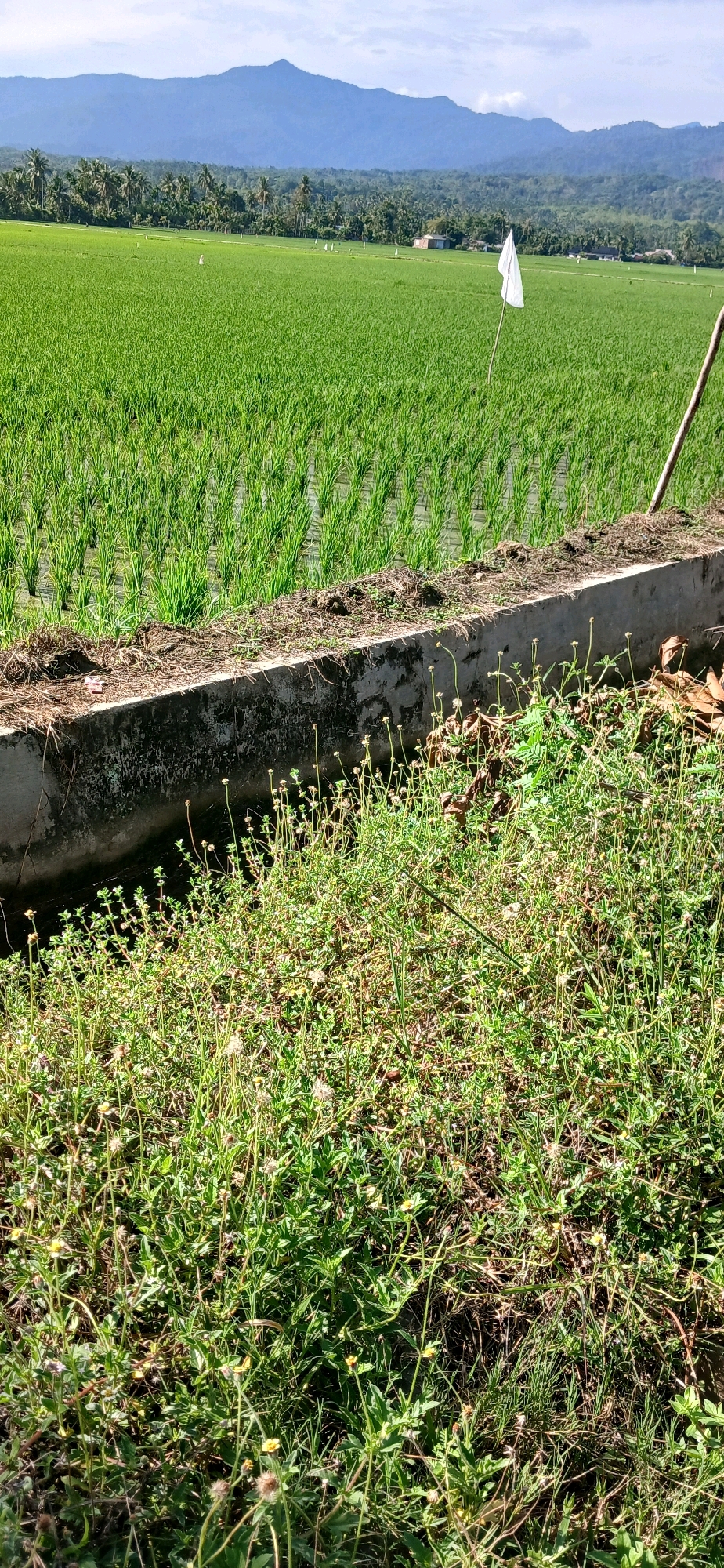 In the city of Darussalam, Indonesia, a lush green rice paddy stretches across the landscape, reflecting the clear blue sky. In the foreground, a concrete structure runs horizontally, with vegetation growing along its top and spilling down its sides. Beyond the concrete barrier, the vibrant green of the rice plants creates a textured carpet, with some areas appearing flooded. A white flag on a wooden pole stands prominently in the middle of the paddy, its fabric gently fluttering in the breeze. In the distance, a line of trees marks the horizon, and behind them, a majestic mountain range rises against the sky. The scene is bathed in bright sunlight, casting subtle shadows and highlighting the rich colors of the natural environment.