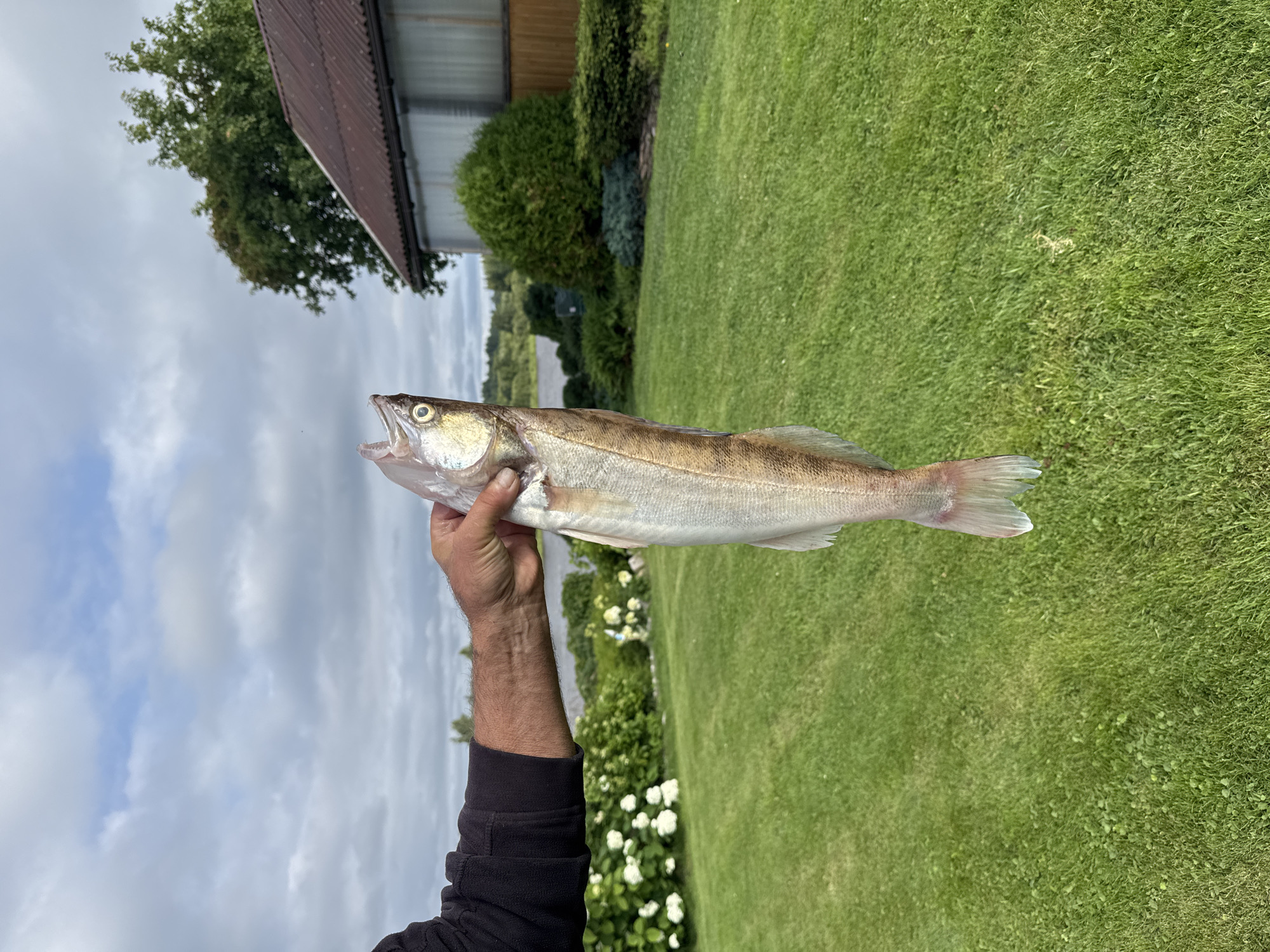 An outdoor, medium shot captures a man's hand holding a freshly caught fish. The man is wearing a black long-sleeved shirt. The fish, light-colored with faint stripes, is held vertically, head up, its mouth open. The background features a lush green lawn, flowering bushes with white blossoms, a body of water, trees, a building with a dark brown, corrugated roof, and a cloudy sky. The scene appears to be a residential area, possibly in or near the city of Sitno, Russia, given the vegetation and building style.