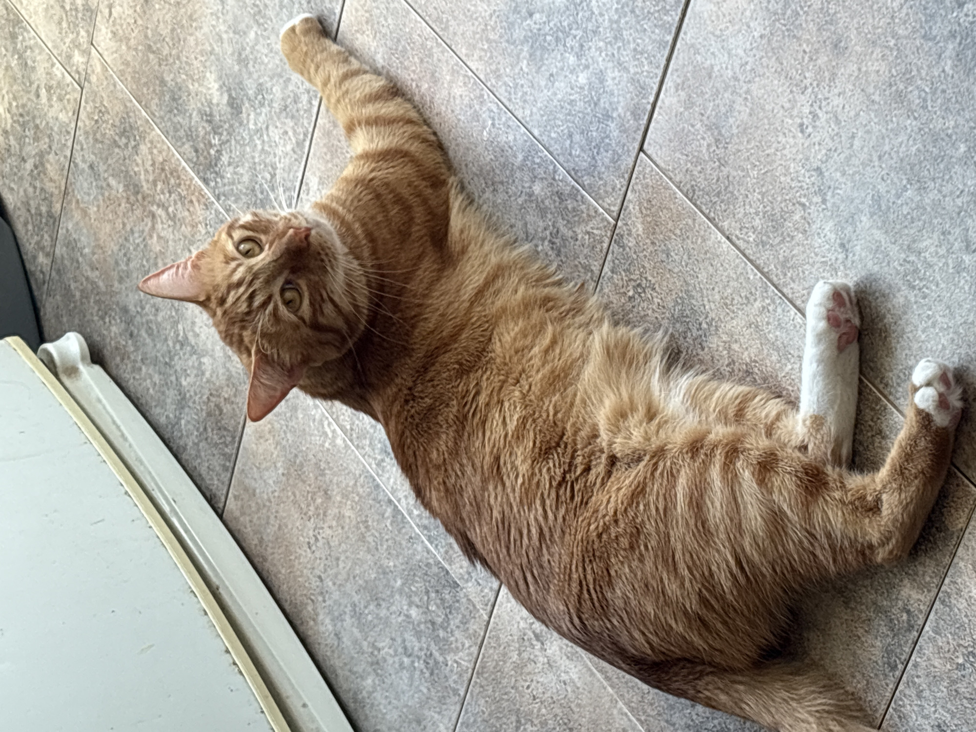An orange tabby cat is lying on its side on a tiled floor. The cat is looking up and to its right. The floor is made of gray tiles with thin grout lines. In the background, a light-colored appliance, possibly a refrigerator, is visible. The cat has white paws. The scene is indoors. This image does not contain any information that would allow for localization in Vratsa, Bulgaria.