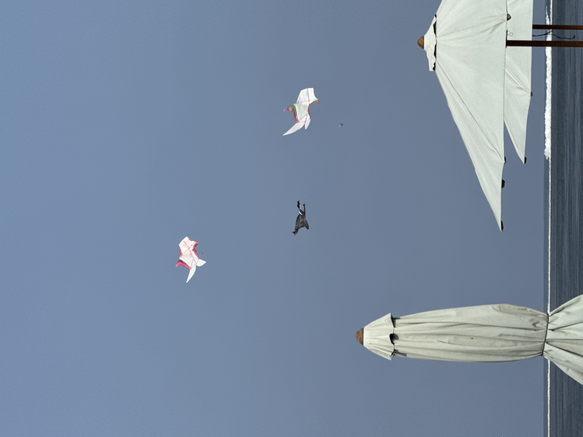 The image depicts an outdoor scene likely in Denpasar, Indonesia, featuring a clear, pale blue sky. In the sky, three kites are visible: one on the left is a white kite with pink accents, shaped like a stylized fish; a darker kite, possibly a bird, is in the center; and another white kite with green and pink accents is on the right. In the foreground, two closed beach umbrellas are present. The umbrella on the left is tall and draped in a light-colored fabric, while the umbrella on the right is partially open, revealing a light green canopy. The background shows a body of water with small waves, suggesting a coastal location such as a beach.