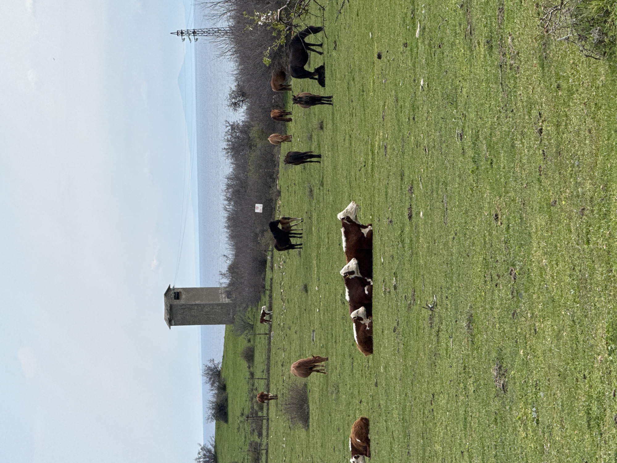 The image depicts a pasture near Emona, Bulgaria. Several cows, some brown and white, graze in a green field. A tower stands to the left, against a backdrop of the sea or a large lake. Horses also graze in the distance. A power line is visible in the background. The scene appears rural.