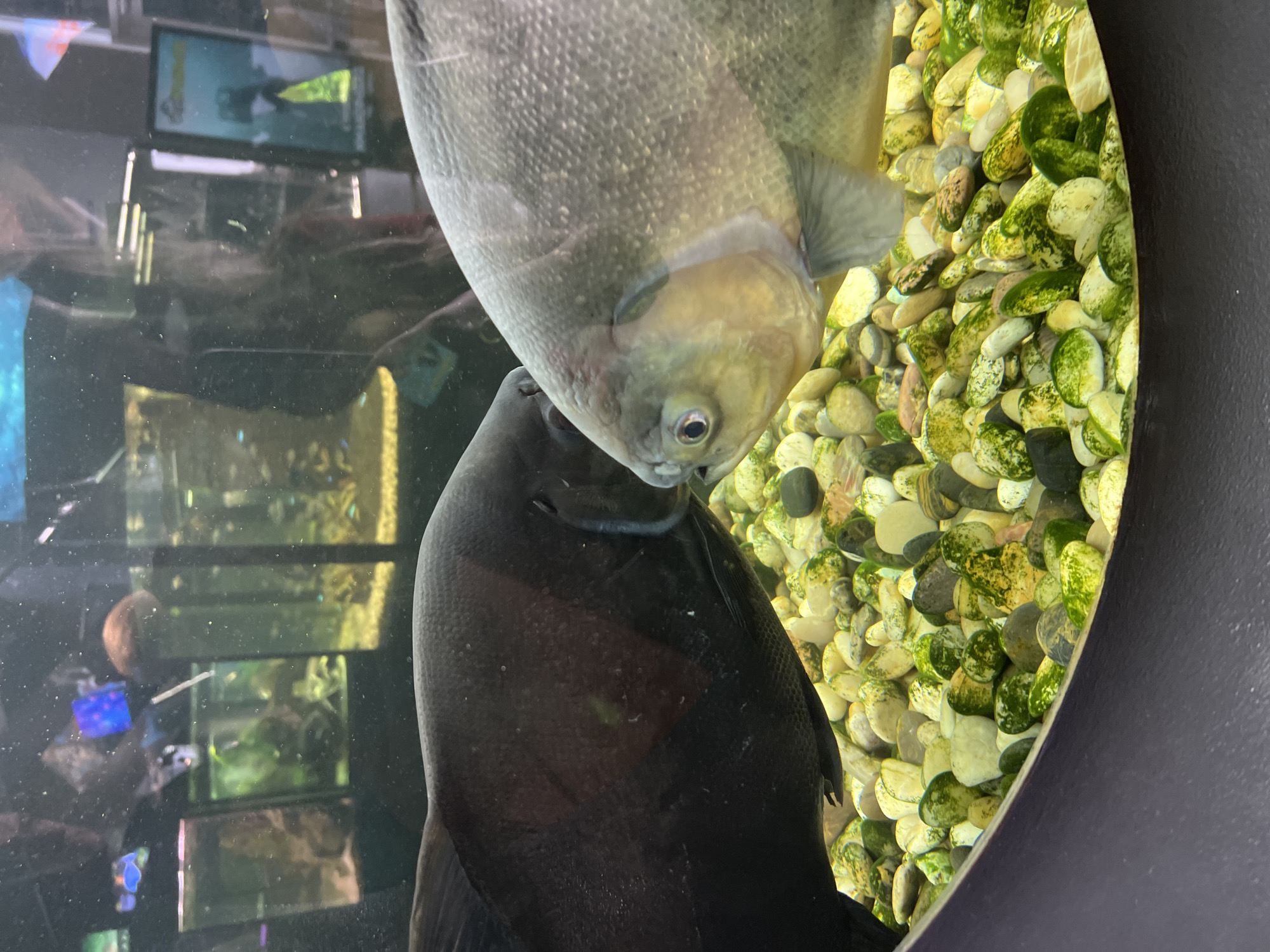 The image shows two fish in an aquarium. The fish on the left is black and large, while the fish on the right is silver and also appears to be large. The bottom of the aquarium is covered with colorful pebbles, some of which are covered in green algae. In the background, other aquariums with fish and plants can be seen, as well as reflections of lights and possibly people. The overall impression is that this is a public aquarium or pet store. There is no information in the image to suggest the location is the city of Odesa, Ukraine.