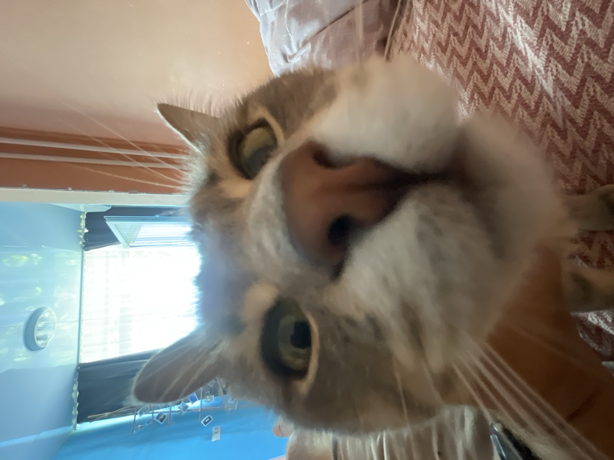 The image, taken from a low angle, captures a close-up of a cat's face, dominating the foreground. The cat, with gray and white fur, is looking directly at the camera, its green eyes wide. Its nose is prominent and pinkish-brown. A human hand is visible holding the cat from below, its fingers obscured by the cat's fur and the close-up perspective.
The background is slightly out of focus, revealing elements of an indoor environment. To the left, a blue wall is visible with a rack of small framed pictures. Further back, curtains are drawn across a window, with bright light filtering through. A ceiling light fixture is also visible on the reflective ceiling. To the right, a bed or sofa with a patterned blanket is present. The overall impression is a candid, personal snapshot, likely taken within a home.