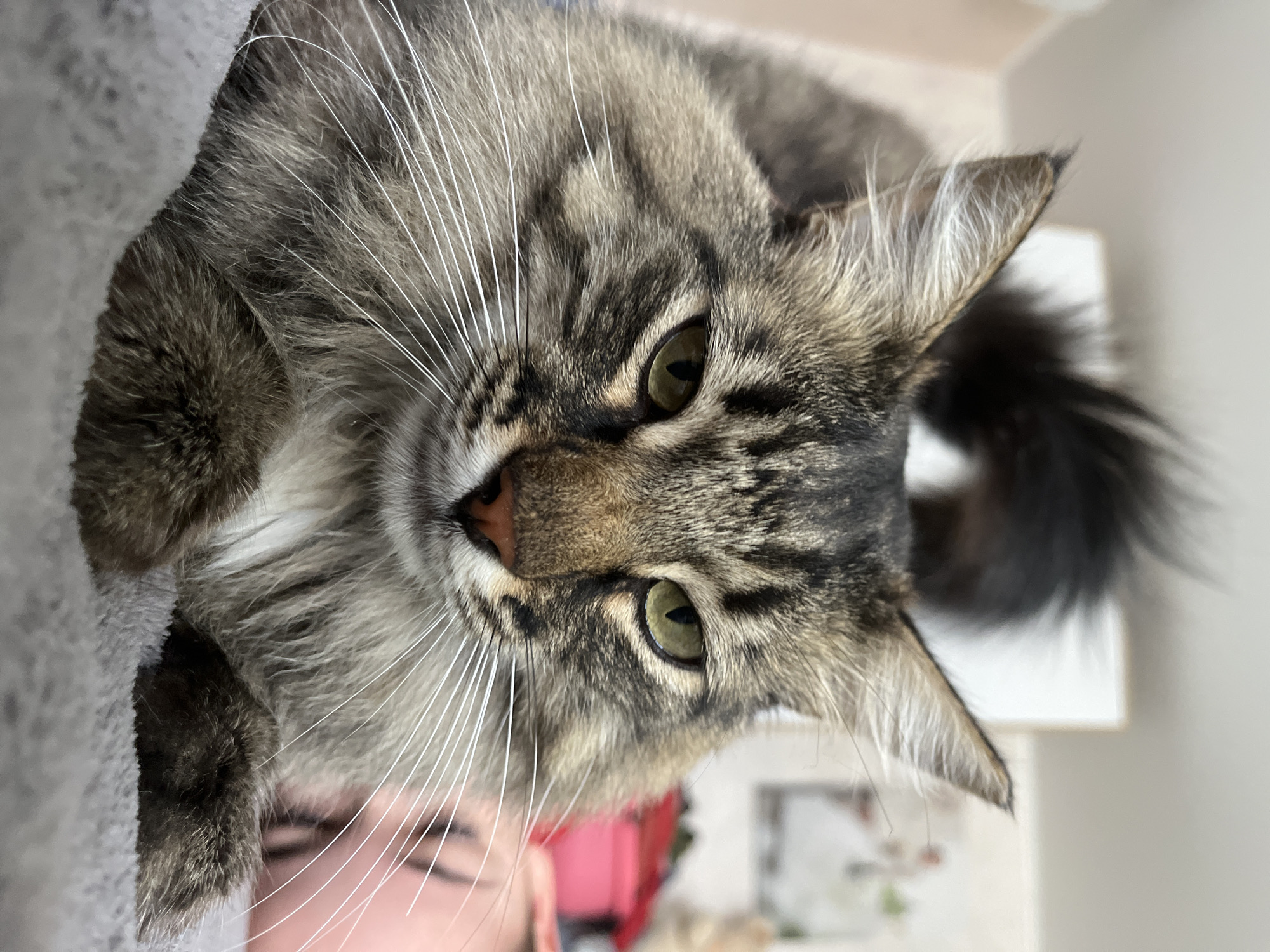 This is a close-up, head-on, low-angle portrait of a long-haired tabby cat. The cat has green eyes, a pink nose, and prominent white whiskers. Its fur is a mix of brown, black, and grey tabby patterns, with lighter fur around its muzzle and chest. Its tail is visible and fluffy, arching over its head. The cat is lying on a soft, grey surface, possibly a blanket or bed. The background is blurred, showing hints of domestic items like a white framed object and a pink container, suggesting an indoor setting. There are no people or specific landmarks visible that would indicate a location in Krasnyye Barrikady, Russia.
