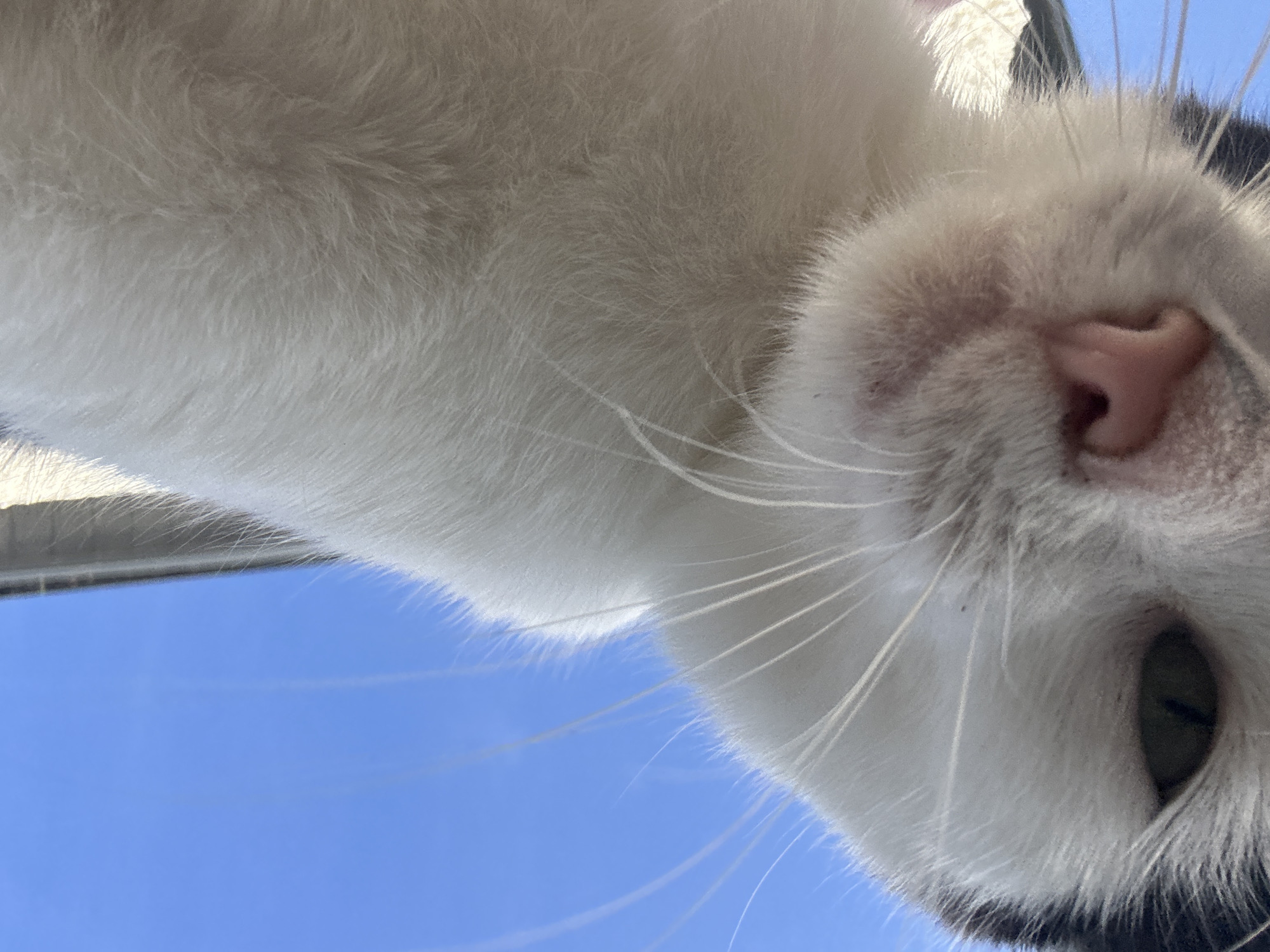 A close-up, low-angle shot captures a black and white cat's face against a bright blue sky. The cat's fur is predominantly white with black markings around its ears and eyes. Its green eye is visible, along with its pink nose and long white whiskers. The cat appears to be looking down at the camera. The scene is not specific to Moortown, Ireland, as no identifying landmarks or contextual information are present.