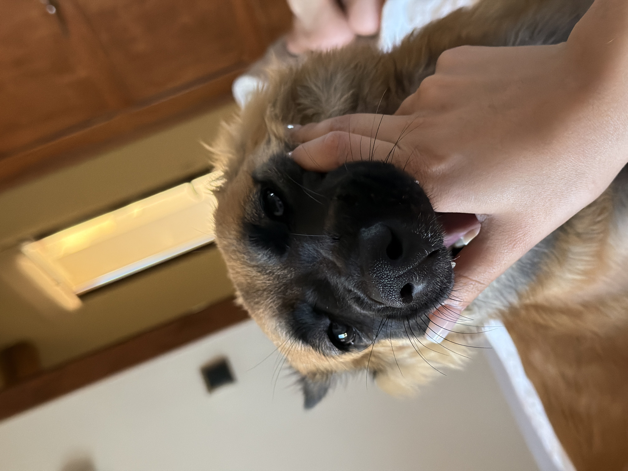 A close-up, low-angle shot captures a tan and black German Shepherd puppy being gently held by a human hand. The puppy's mouth is open, with its teeth slightly visible and touching the fingers. The puppy's fur is fluffy, and its eyes are dark and alert. The hand holding the puppy has light skin and manicured fingernails painted with a light color. The background is blurred, suggesting an indoor setting with warm lighting. Part of a wooden headboard and a wall are visible, along with a white object that could be bedding. The scene does not contain any identifiable elements that would place it in Dénia, Spain.