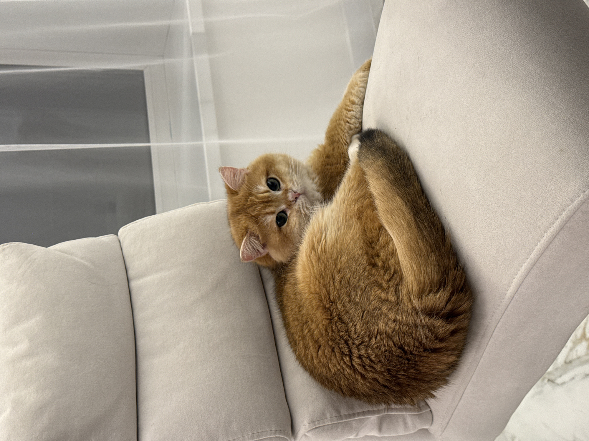A medium shot depicts an orange tabby cat clinging to the side of a light-beige upholstered couch. The cat's body is curled into a compact circle, with its head tilted upward towards the camera. It has large, round eyes and a slightly furrowed brow, lending it an inquisitive expression. One paw is wrapped around the side of the couch. The couch itself is segmented into multiple sections, and its upholstery appears smooth and slightly textured. In the background, a window is partially visible, featuring sheer white curtains that filter the natural light. The exact location is Молодёжный, Russia.