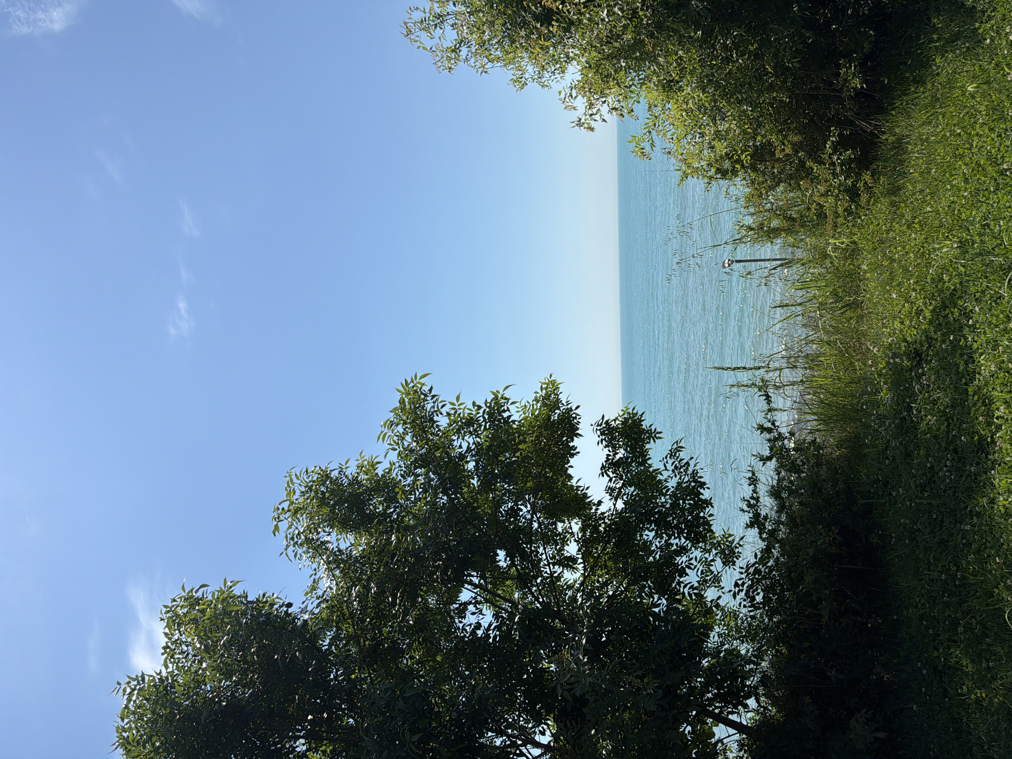 The image displays a serene outdoor landscape, likely a coastal area or the shore of a vast lake, viewed from a slightly elevated position. The scene is dominated by a bright blue sky and a tranquil body of water, framed by lush green vegetation.
In the upper portion of the frame, the sky is a clear, vibrant blue with only a few wispy, scattered white clouds, suggesting fine weather. The horizon line, appearing slightly faded due to atmospheric perspective, cleanly separates the sky from the expansive body of water below.
The water, which occupies the middle and right-hand side of the image, is a striking turquoise color, indicating clarity. Its surface is gently rippled, reflecting sunlight in numerous sparkling points, particularly towards the right. A thin, dark pole or marker, topped with a lighter cap, is visible vertically in the water on the far right, partially obscured by foreground foliage.
The foreground and sides are densely covered with vibrant green vegetation. On the left and bottom, the dark green canopy of a leafy tree with small leaves creates a natural frame, with branches reaching into the sky. On the right side, thick grasses and bushy plants with small white flowers create a textured border along the water's edge. Some of this vegetation casts dark shadows, suggesting a strong light source.
The image conveys a sense of natural beauty and calm. The bright sunlight indicates it is daytime, likely midday or early afternoon, with clear weather. There are no people visible, and no specific activity is taking place. There is no visible text in the image.