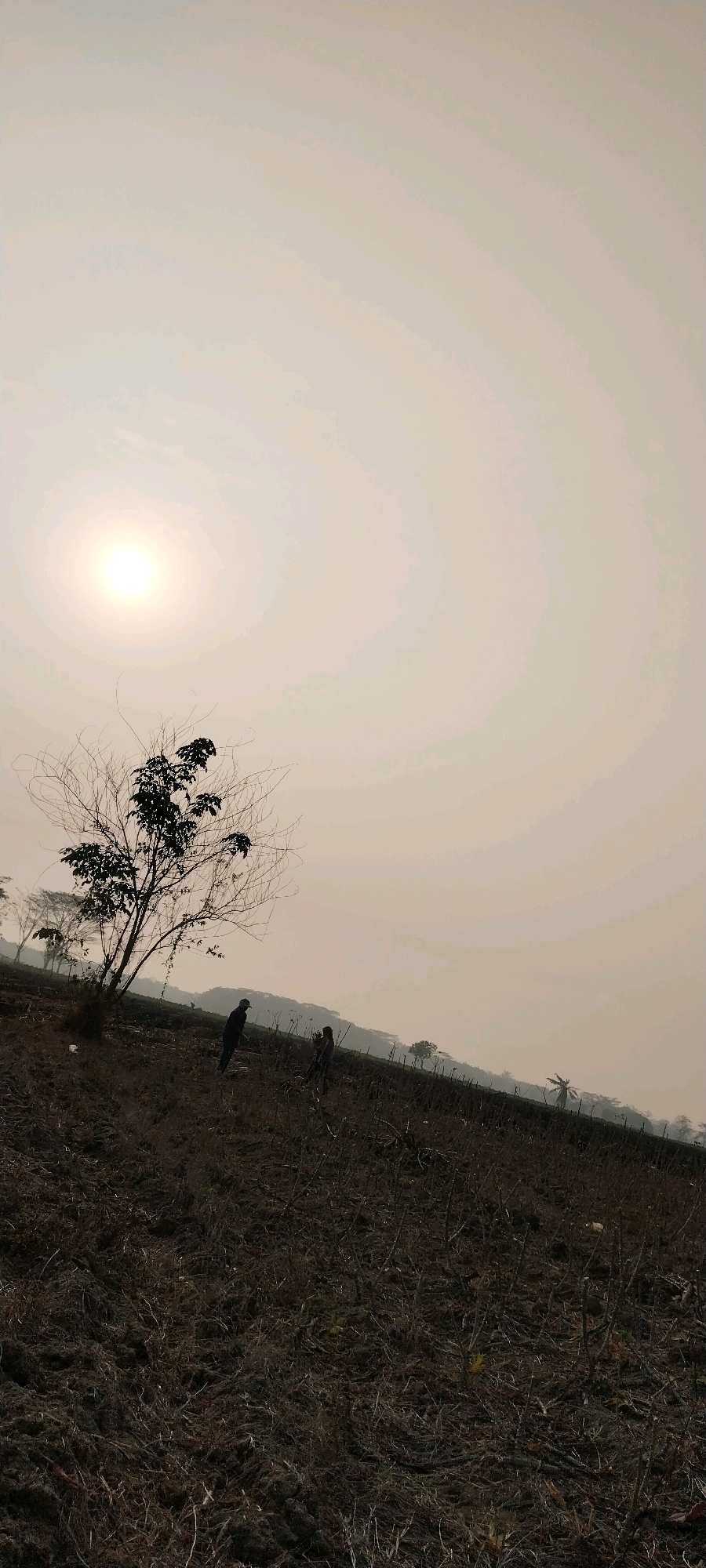The image depicts a treeless, rural landscape bathed in the soft light of a hazy sun. The foreground is dominated by dry, tilled earth, with scattered twigs and debris. On the left side of the image, a lone, leafless tree with dark foliage stands prominently, casting a shadow. To the right of the tree, two figures are visible in the mid-ground, walking across the uneven terrain. The landscape slopes upwards towards the horizon, where a faint outline of hills or mountains can be seen against the pale sky. A distant palm tree is also visible on the right side of the frame. The overall atmosphere is quiet and somewhat desolate. The image appears to have been taken in the city of Tanjung Ratu Ilir, Indonesia, given the mention of this location.