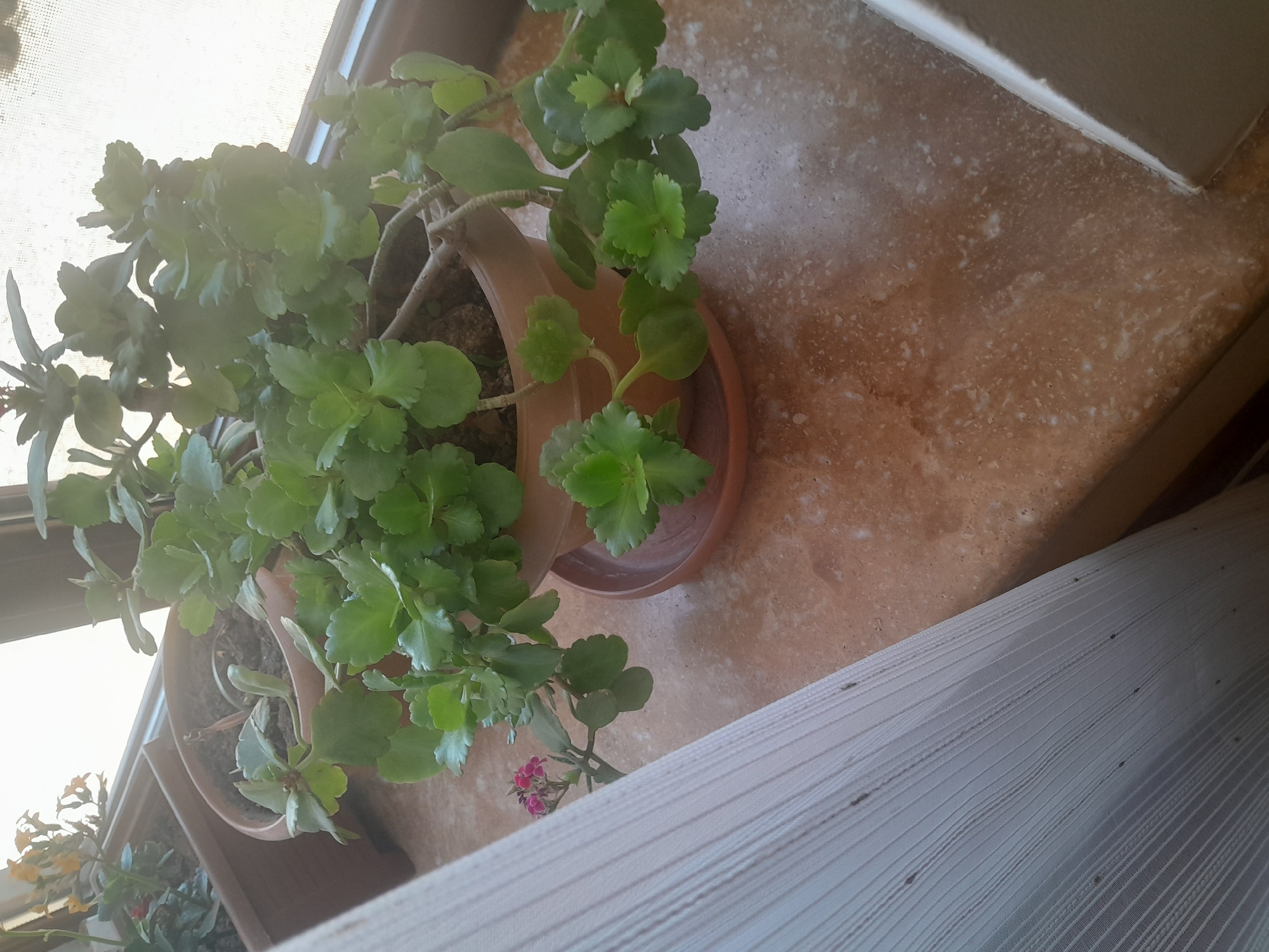 A potted Kalanchoe plant with green leaves and small pink flowers sits on a tan, marbled countertop. To the left, a sheer white curtain hangs, partially obscuring another potted plant with yellow flowers. The scene appears to be indoors, near a window with bright light coming through.