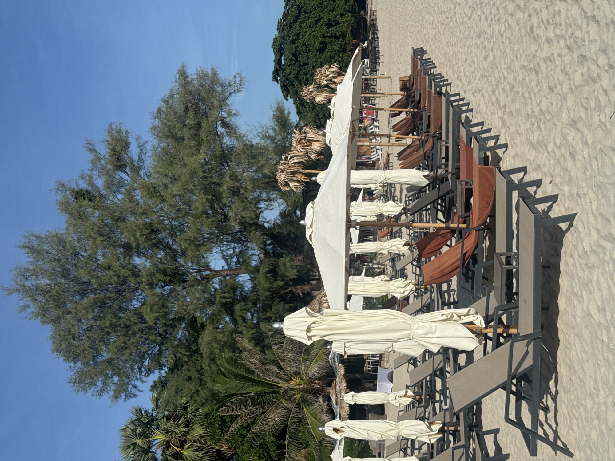 A row of empty lounge chairs and closed beach umbrellas sits on a sandy beach. The chairs are dark gray with brown fabric. The umbrellas are white and cream-colored, some are closed and tied with a rope, others are open. In the background, there are palm trees and other lush green trees under a clear blue sky. The scene suggests a resort or a public beach area, likely in a tropical location. The image is taken from a low angle, emphasizing the chairs and umbrellas.