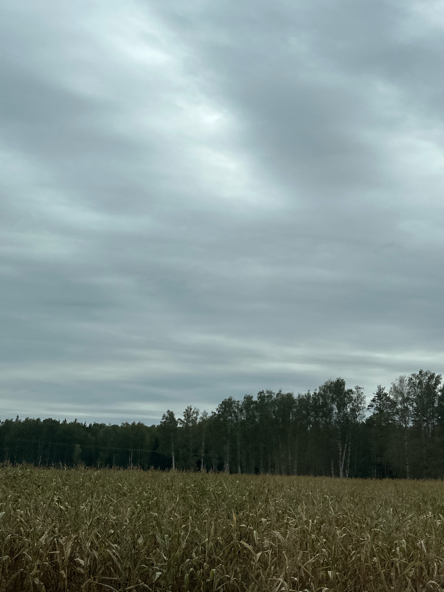 The image depicts a wide shot of a field of dry corn stalks in the foreground, with a dense line of trees forming the horizon in the middle ground. The sky above is overcast with thick, gray clouds. The scene is devoid of any people or animals. The overall impression is one of a rural, agricultural landscape under a somber sky, possibly indicating an autumn setting. The location provided, Чыркавіцкі сельскі Савет, Belarus, suggests this is a view from a rural area within that administrative region.