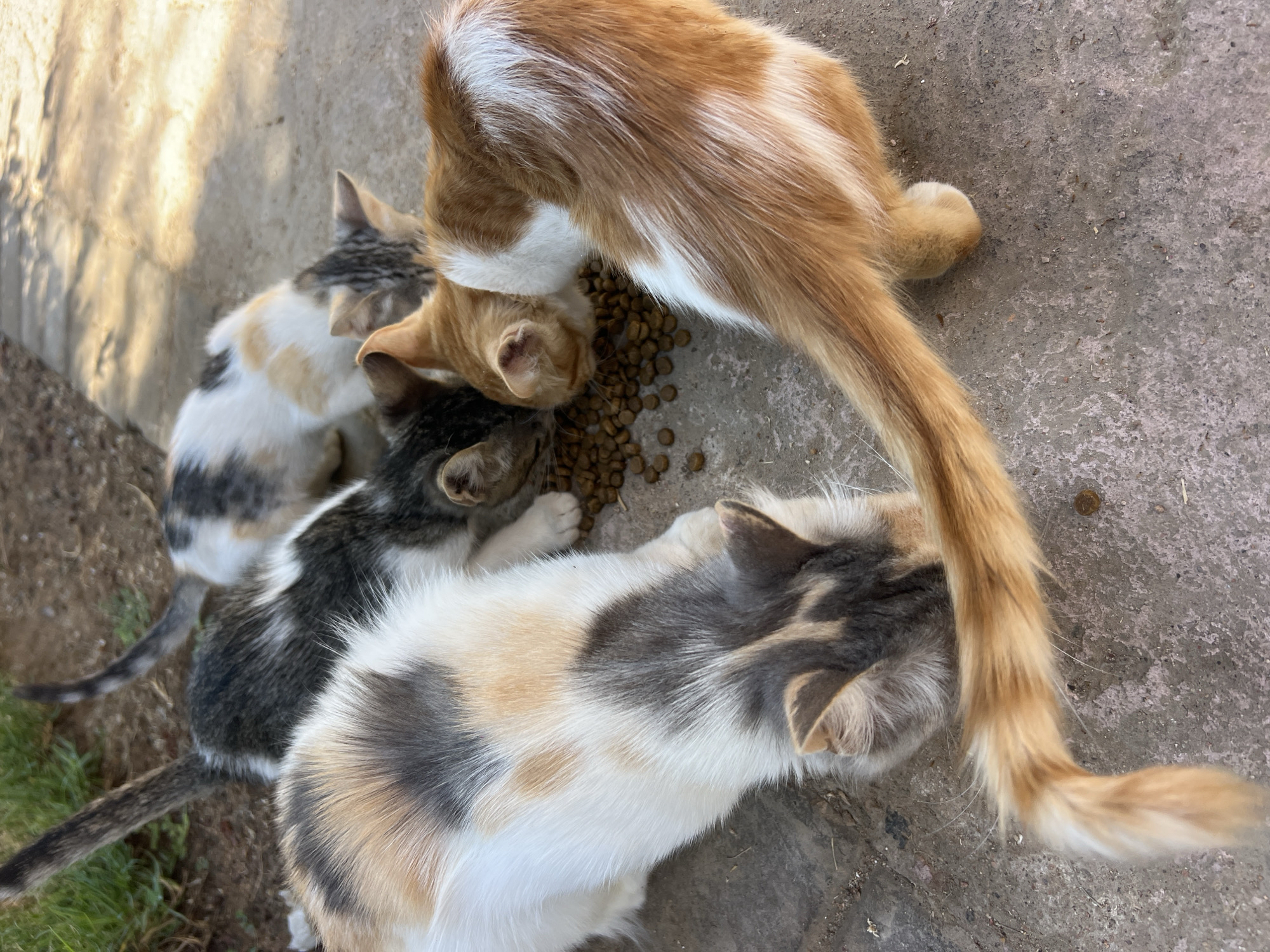 Four cats are eating from a pile of kibble on a concrete surface. One cat, primarily white with patches of tan and grey, is in the foreground, facing right. To its left, a tabby cat with dark grey and white stripes is partially visible, also eating. Behind these two, a calico cat with white, black, and tan markings is visible from the rear. To the right of the tabby and calico cats, an orange and white cat is eating, with its back to the camera. The ground appears to be a dusty, outdoor patio or sidewalk, with some dry grass and dirt visible in the upper left corner. The lighting suggests it is daytime.