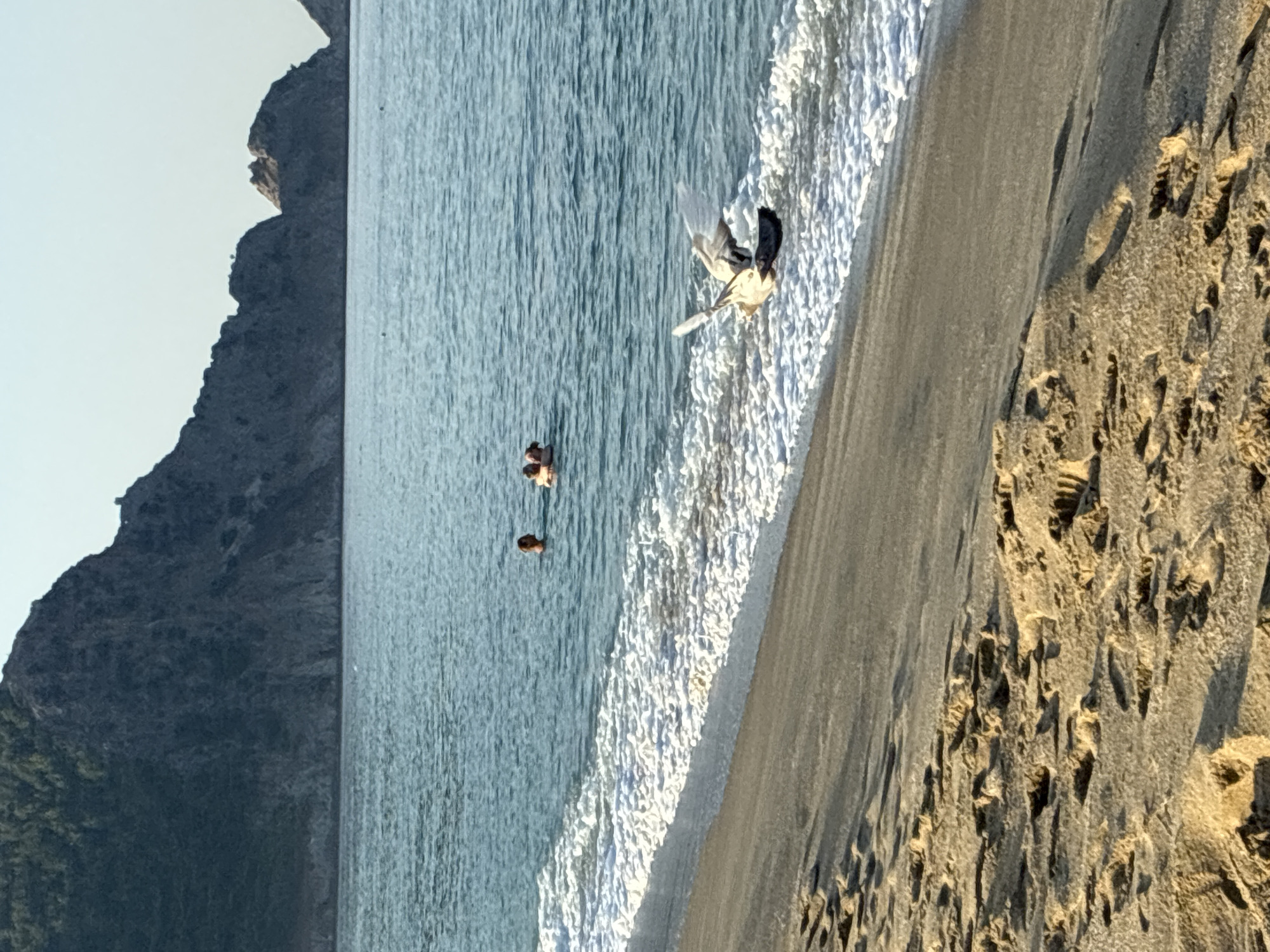 The image captures a scenic view of Alanya, Turkey, featuring a sandy beach in the foreground with footprints visible on the wet sand near the shoreline. Gentle waves are breaking onto the beach, creating white foam. In the water, a few people are swimming, with their heads and shoulders visible above the surface. In the middle ground, a bird, possibly a seagull, is captured mid-flight, with its wings spread wide as it approaches the water's edge. In the background, the imposing rocky cliffs of Alanya are prominent, with a clear blue sky above. The overall scene depicts a tranquil day at the beach.