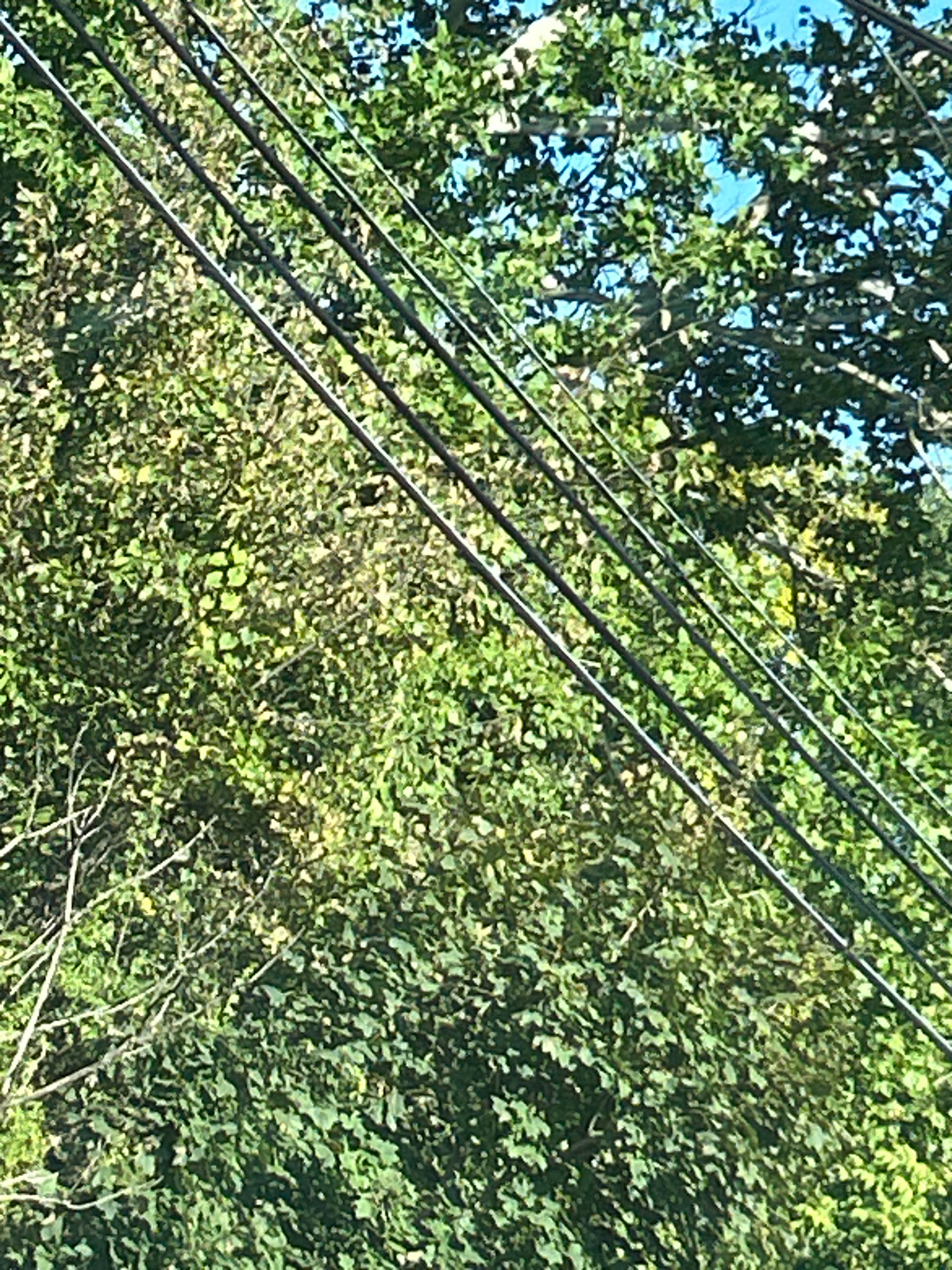 The image shows a close-up view of power lines against a backdrop of lush green foliage, likely trees. The power lines are dark and run diagonally across the frame from left to right, with at least four distinct lines visible. The foliage is dense and varied in color, with shades of green and hints of yellow, suggesting sunlight filtering through the leaves. The sky is visible in some areas, appearing as a bright blue. The scene appears to be outdoors, possibly in a residential area or park, and does not contain any people or specific landmarks that would identify its location within Pittsburgh, United States of America.