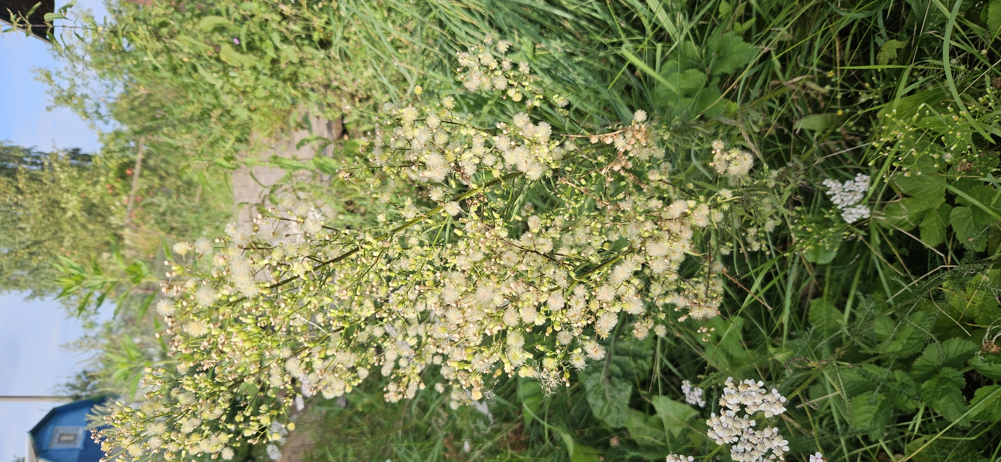 The image depicts a close-up view of a tall, multi-branched plant with numerous small, fluffy white flowers and developing seed heads. The plant is situated in a natural, overgrown setting with lush green grass and other vegetation surrounding it. In the background, a portion of a blue wooden building with a white-framed window is visible, suggesting a rural or semi-rural environment. The sky is clear and blue, indicating daytime. The overall scene is one of natural growth and a simple, possibly rustic, outdoor setting. The location is identified as Мазалаўскі сельскі Савет, Belarus.