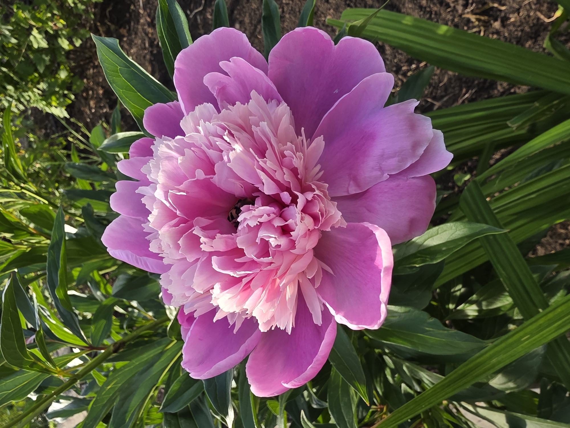 A close-up, eye-level, vertical shot features a large, fully bloomed pink peony flower. The petals are a vibrant shade of magenta at the outer edges, gradually transitioning to a lighter pink and then to a creamy white towards the center. The intricate, ruffled texture of the inner petals is clearly visible. At the very center of the flower, a dark, small insect, possibly a bee, is nestled amongst the petals. The flower is surrounded by lush, green foliage, with some leaves showing lighter green edges and vein details. The background consists of dark brown soil, indicating a garden setting. The lighting suggests it is daytime, with sunlight illuminating the flower and casting shadows on the surrounding leaves. The image was captured in Petrushenko, Russia.