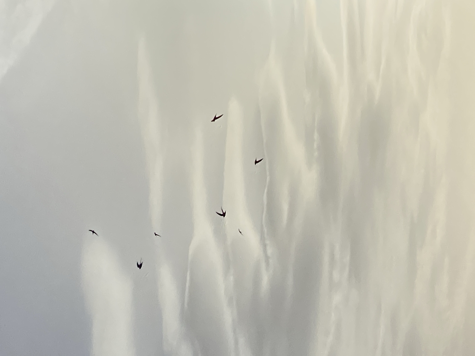 The image shows a light-colored sky with streaks of white, resembling clouds or a textured surface. Several dark, silhouetted birds are scattered throughout the frame, appearing to fly. The location is not explicitly stated in the image and cannot be inferred from the visible details.