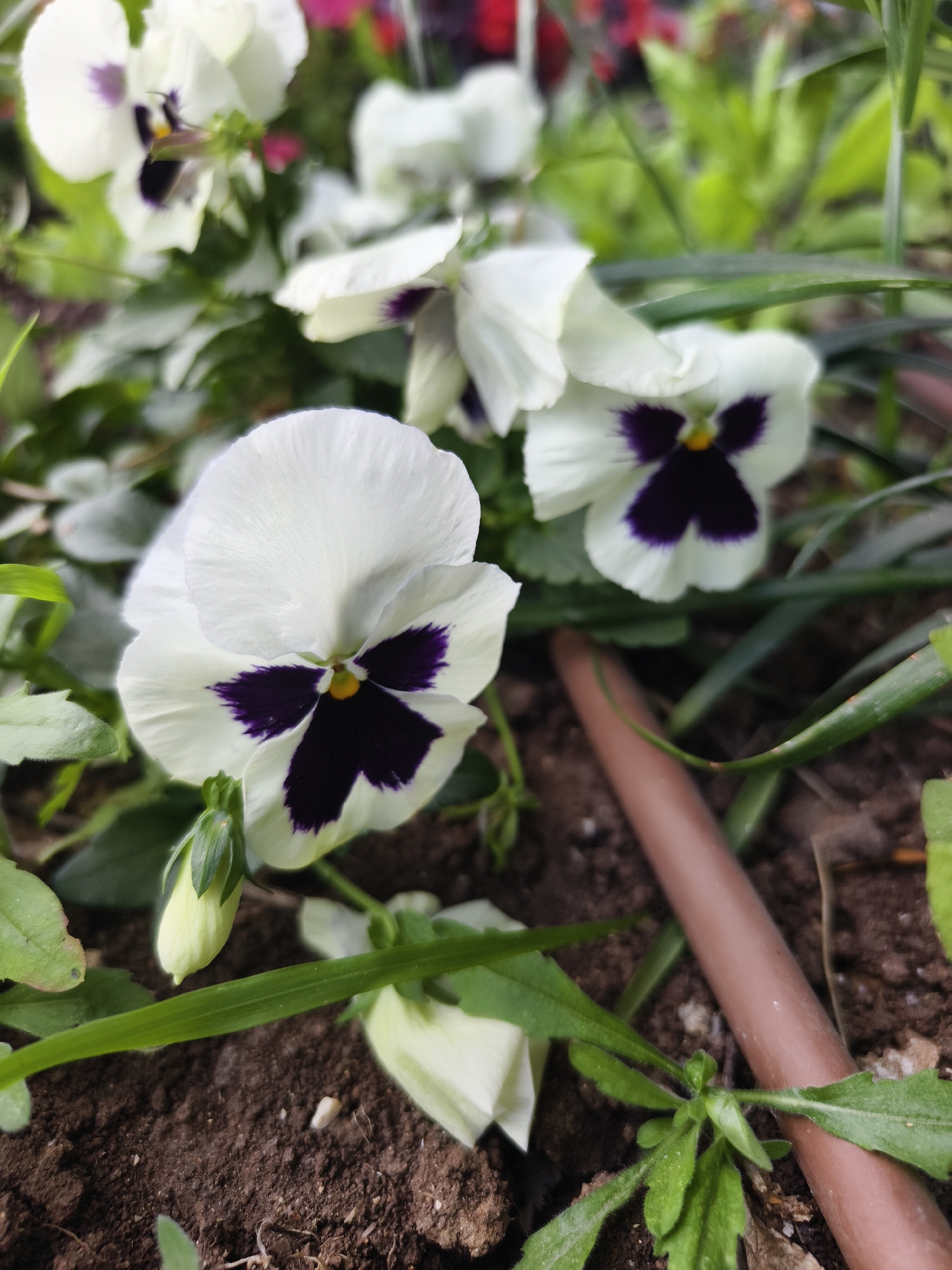 The image depicts a close-up view of white pansy flowers with purple centers growing in a garden bed. The soil appears dark and moist, and a brown irrigation hose is visible near the plants. There are green leaves and other plants in the background, with some hints of red flowers in the distance. The scene suggests a well-tended garden, likely in Jezreel Valley Regional Council, Israel.
