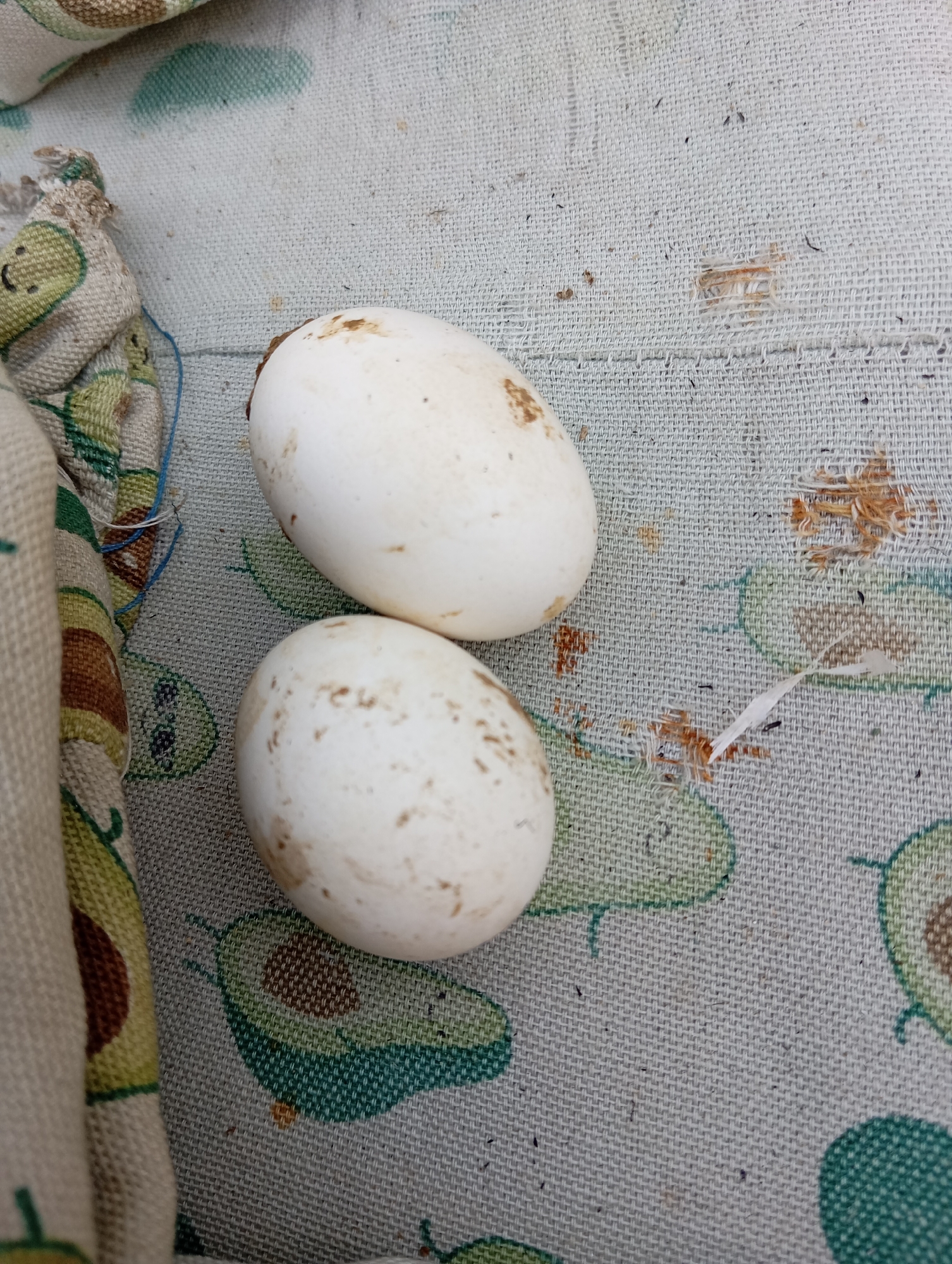 Two white eggs with brown speckles are on a light-colored fabric with a repeating pattern of avocados. The fabric appears to be a tablecloth or a blanket. To the left of the eggs is a crumpled piece of fabric with cartoonish avocado designs. The background is slightly out of focus. The image is taken from a top-down perspective. There is no indication of the location in Hakale, Pakistan.