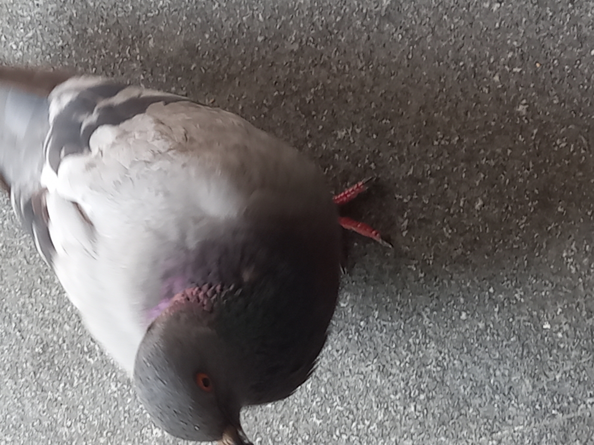 A close-up, high-angle shot captures a pigeon standing on a grey, granular surface, possibly asphalt or concrete, in Yekaterinburg, Russia. The pigeon, predominantly grey and white, is facing left, with its head angled downwards. Its bright orange eye is clearly visible. A patch of iridescent purple and pink feathers is visible around its neck. The pigeon's legs are red, and its talons are spread on the textured ground. The background is out of focus, providing no additional environmental context within the city. The image is slightly blurry, suggesting movement.