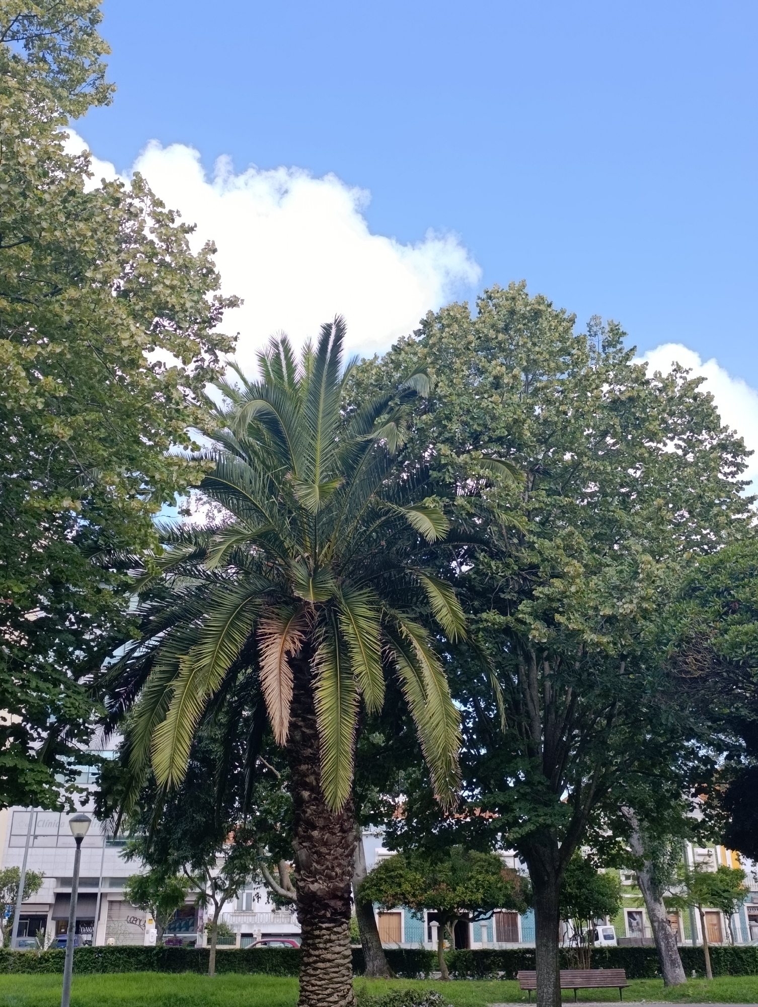 This is a medium-angle, low-level outdoor shot taken in Setúbal, Portugal, on a bright, partly cloudy day. The foreground features a lush green lawn and a palm tree with a textured trunk and fronds. Behind the palm tree, a large tree with dense green foliage dominates the center of the frame. Several buildings are visible in the background, with a mix of architectural styles. The sky is blue with scattered white clouds. A lamppost stands to the left of the palm tree.