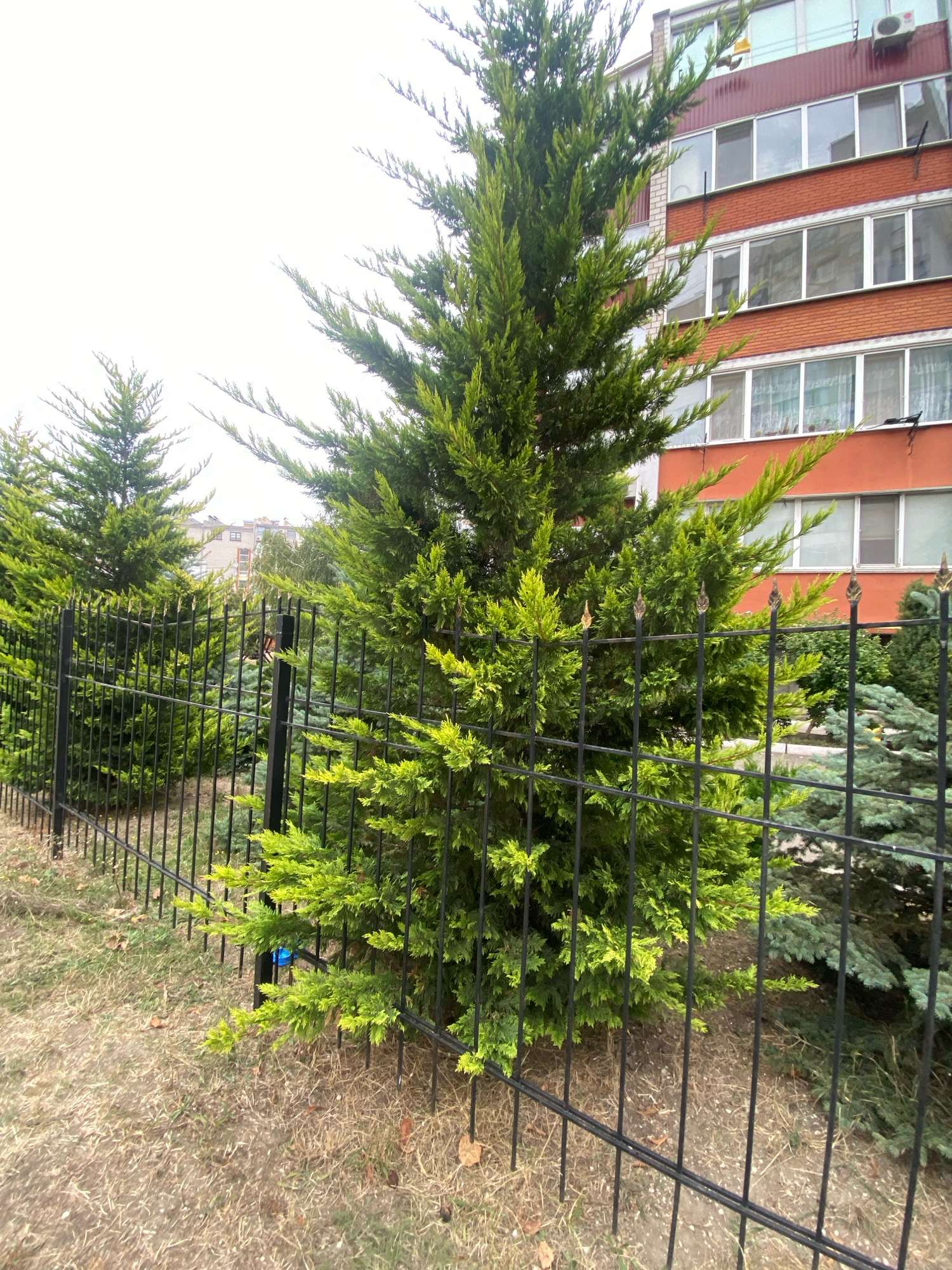 A medium shot photograph taken from a low angle shows a row of cypress trees planted behind a black metal fence. The trees are various shades of green, with some lighter green foliage towards the front. Behind the cypress trees, a multi-story building with an orange brick facade and numerous windows is visible. The sky is overcast and white. The ground in front of the fence is covered with dry, light brown grass and fallen leaves. A blue object, possibly a cap, is visible near the base of one of the cypress trees, tucked behind the fence. The image appears to be taken on a street in Chornomorsk, Ukraine.