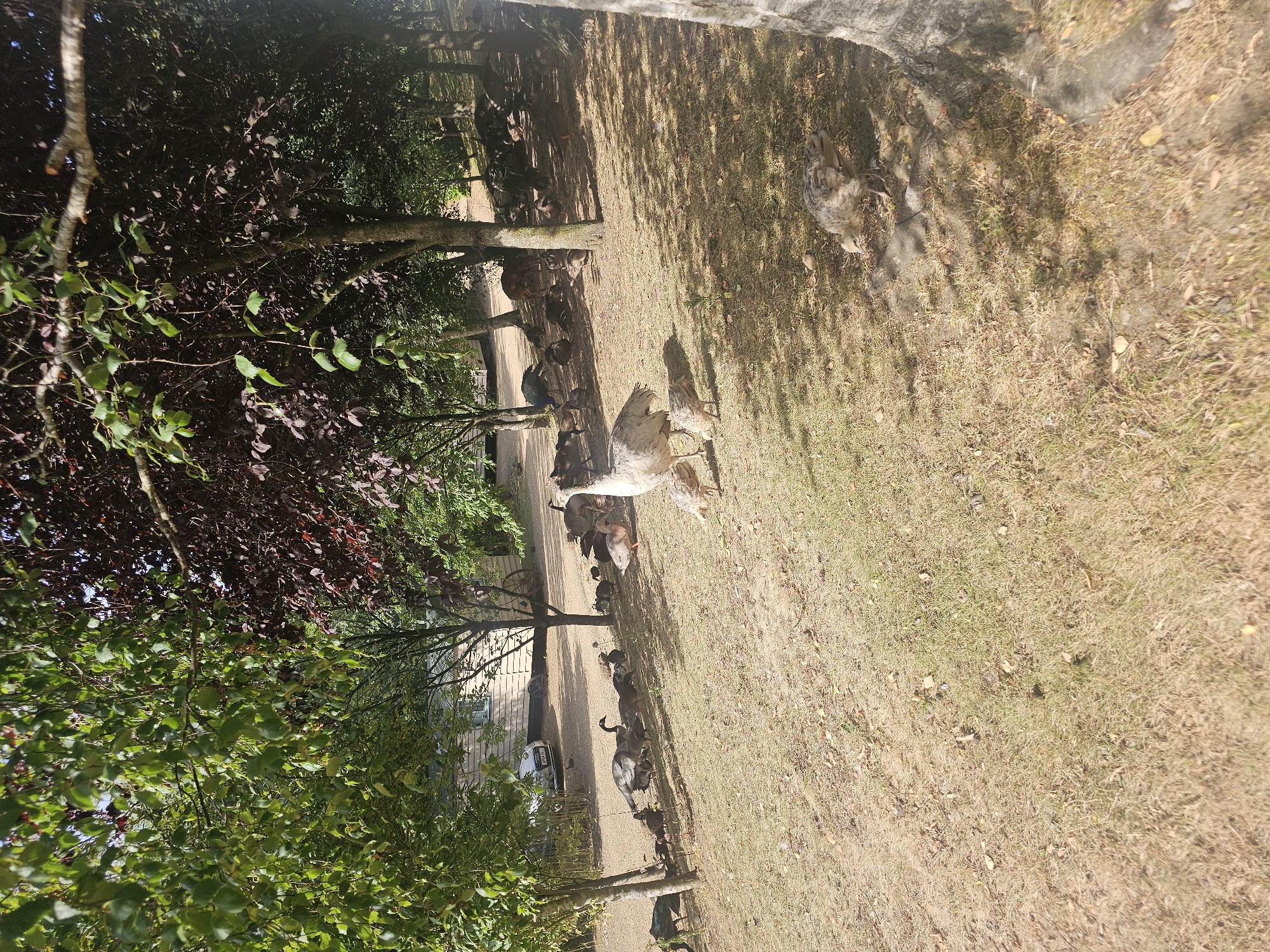 The image depicts a flock of geese and goslings on a grassy incline beneath the shade of trees. In the background, a light-colored wooden building, possibly a shed or a small house, is visible with a car parked nearby. The ground is covered in dry grass and scattered leaves. The scene appears to be an outdoor rural setting, consistent with the landscape found in Breckland District, United Kingdom. The geese are scattered across the area, with some walking, others resting, and several goslings clustered around adult geese. Sunlight filters through the leaves of the trees, creating dappled shadows on the ground.