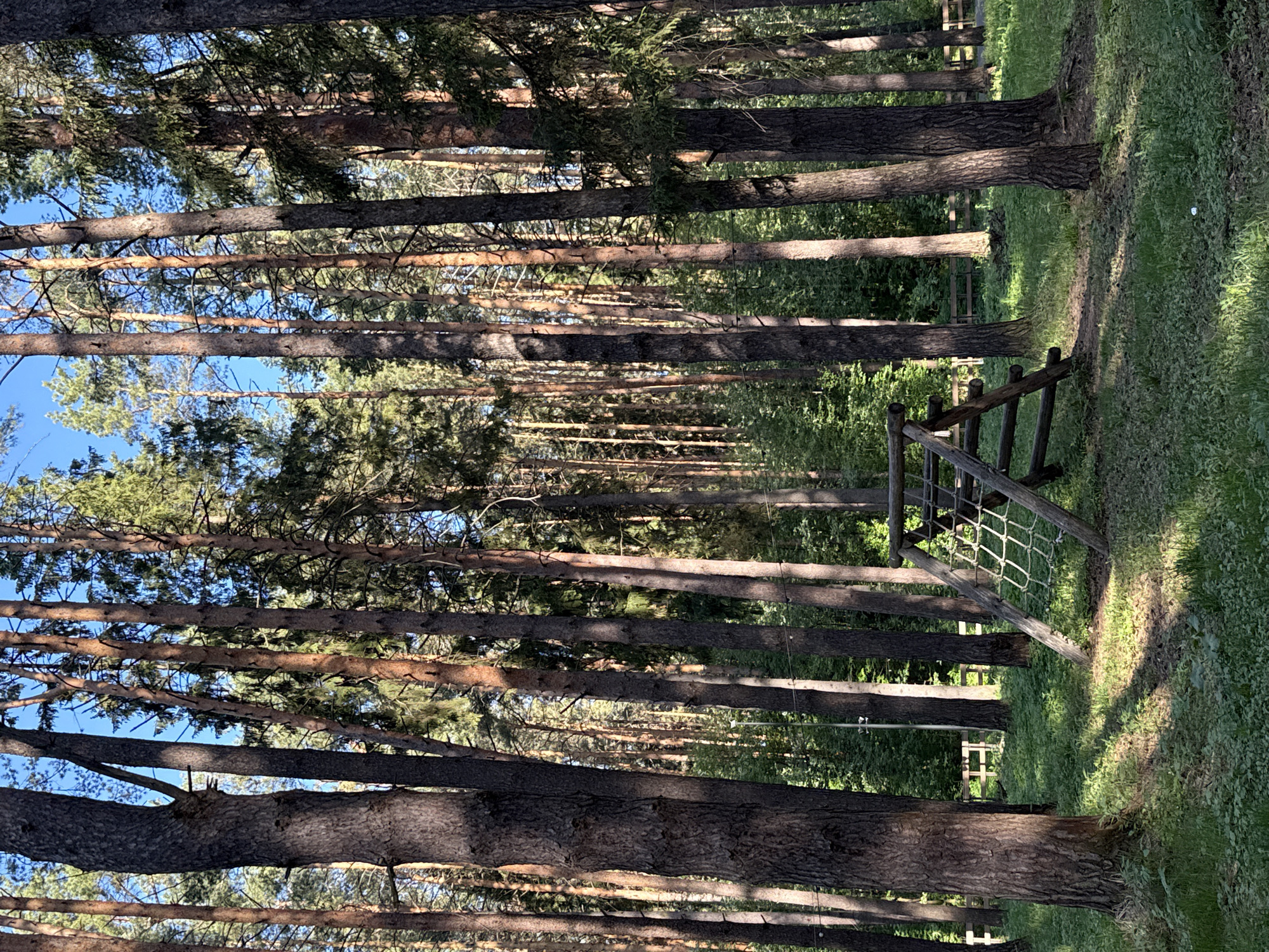 The image depicts a forest scene. Tall, straight trees dominate the frame, with their trunks running vertically. The branches extend outwards, creating a canopy overhead. Sunlight filters through the trees, casting shadows on the ground. In the foreground, there is a wooden structure, possibly part of a playground. The ground is covered with green grass. The location is likely in Votkinsk, Russia, based on external information. The time of day appears to be daytime, with clear lighting.