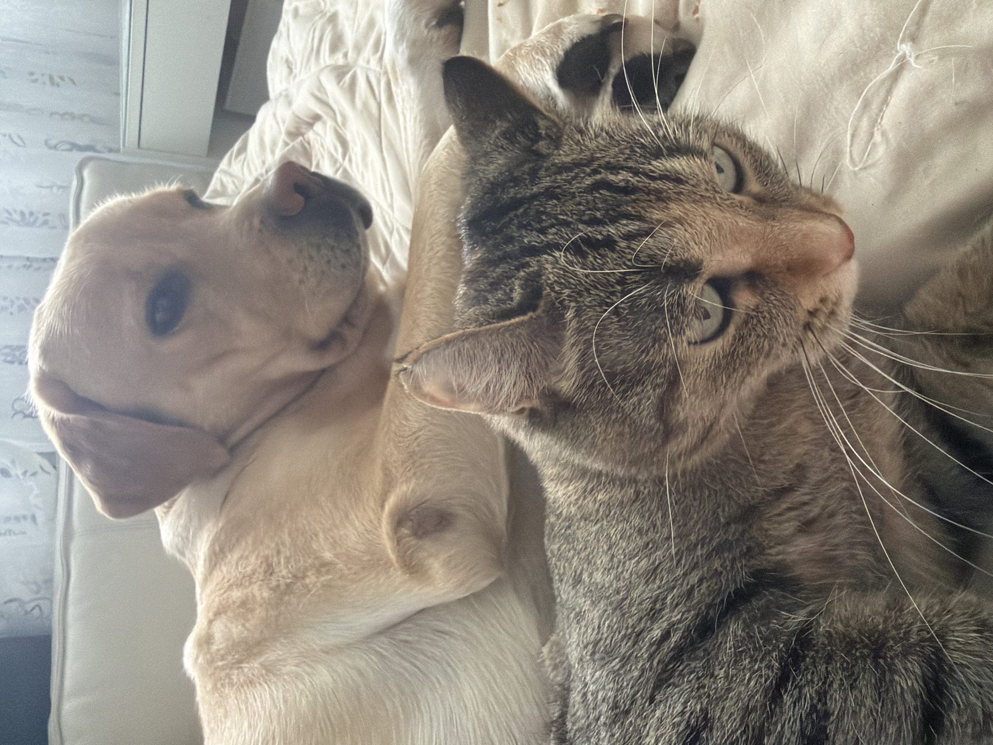 This media file is a close-up, eye-level shot of a yellow Labrador dog and a tabby cat lying together on a textured, off-white surface, likely a bed or couch. The lighting appears to be natural, possibly from a window, creating a soft, diffused illumination.
The dog, on the left, has its head resting and looking towards the left side of the frame. Its ears are floppy, and its snout is visible. The cat, positioned to the right and slightly above the dog, is looking directly at the camera with wide, curious green eyes. Its tabby markings are clearly visible on its face and fur, and its long whiskers are prominent. The animals appear to be relaxed and comfortable in each other's presence.
The background consists of the patterned fabric, suggesting an indoor domestic setting. There are no visible humans, objects other than the animals, or discernible text. The overall mood is peaceful and intimate, capturing a moment of interspecies companionship.