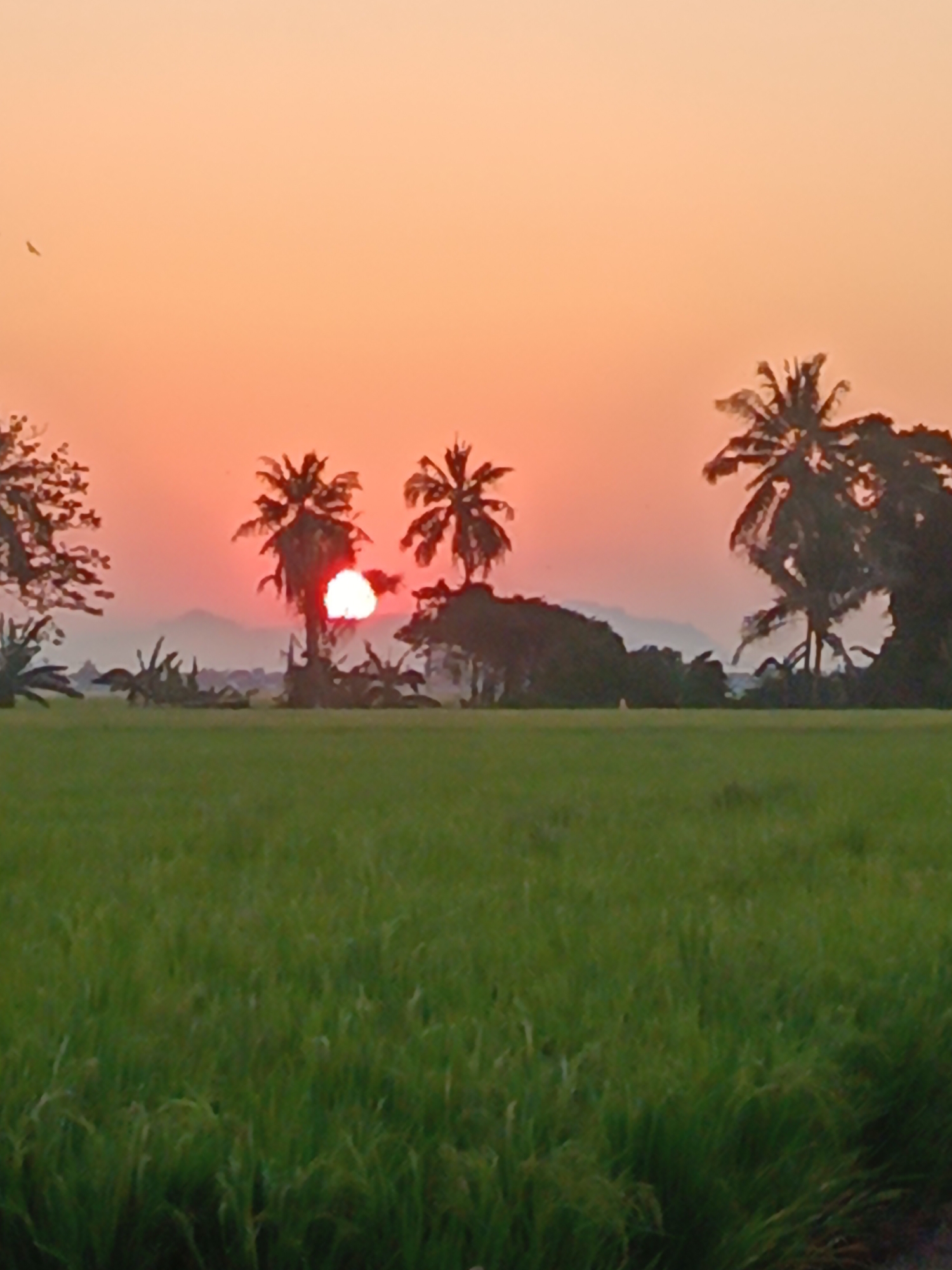 A scenic view captures a sunset over a lush green rice field in Pangkajene, Indonesia. The sky is painted with warm hues of orange and pink, creating a serene backdrop for the silhouetted palm trees scattered across the landscape. The sun, a vibrant orb of red and white, is partially obscured by the trees, casting a soft glow on the surroundings. In the distance, faint outlines of mountains add depth to the scene. The foreground is dominated by the verdant expanse of the rice paddy, its stalks swaying gently in the evening breeze. A lone bird is seen soaring in the sky, adding a touch of movement to the tranquil setting.