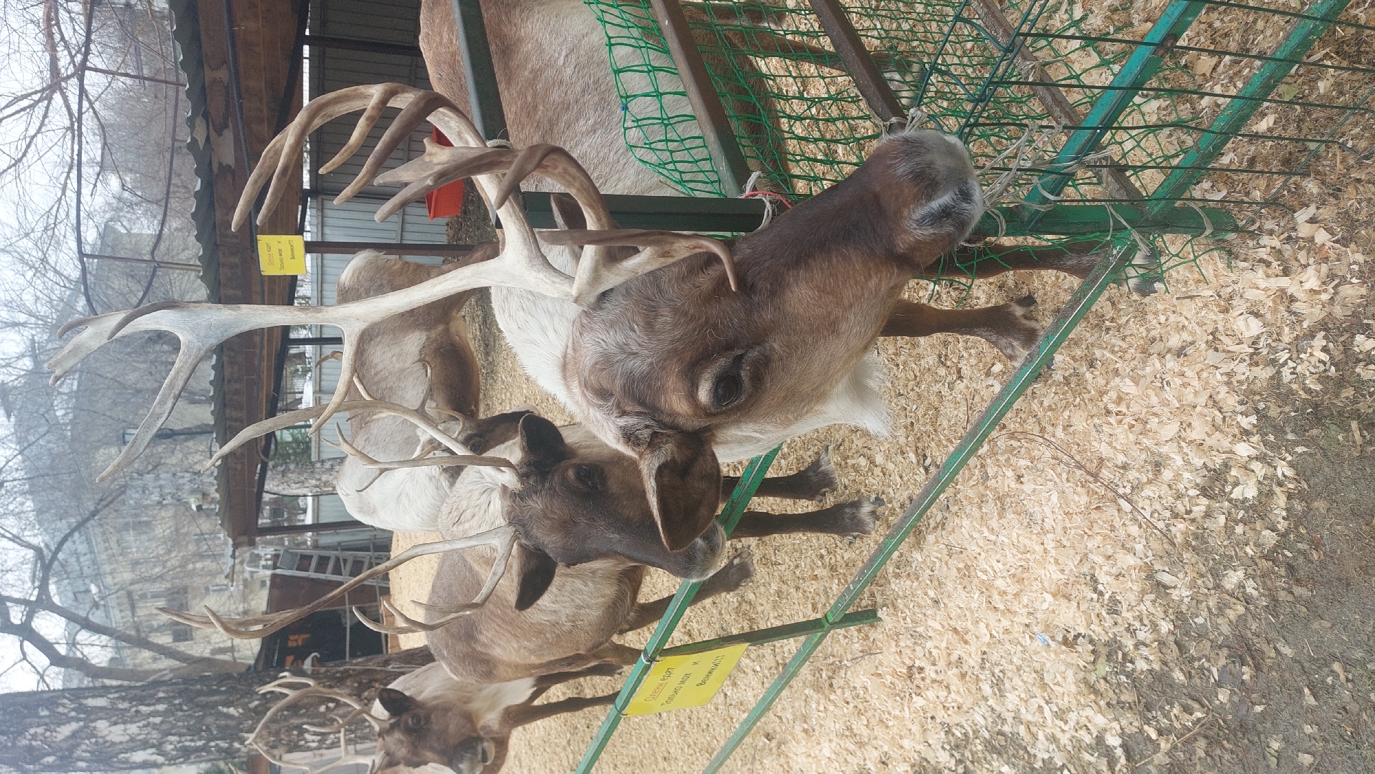 Several reindeer are in a fenced enclosure, seemingly at a zoo or wildlife park. The foreground is covered in wood shavings. A green metal fence surrounds the reindeer. In the background, buildings and bare trees are visible. The location is Novosibirsk, Russia.