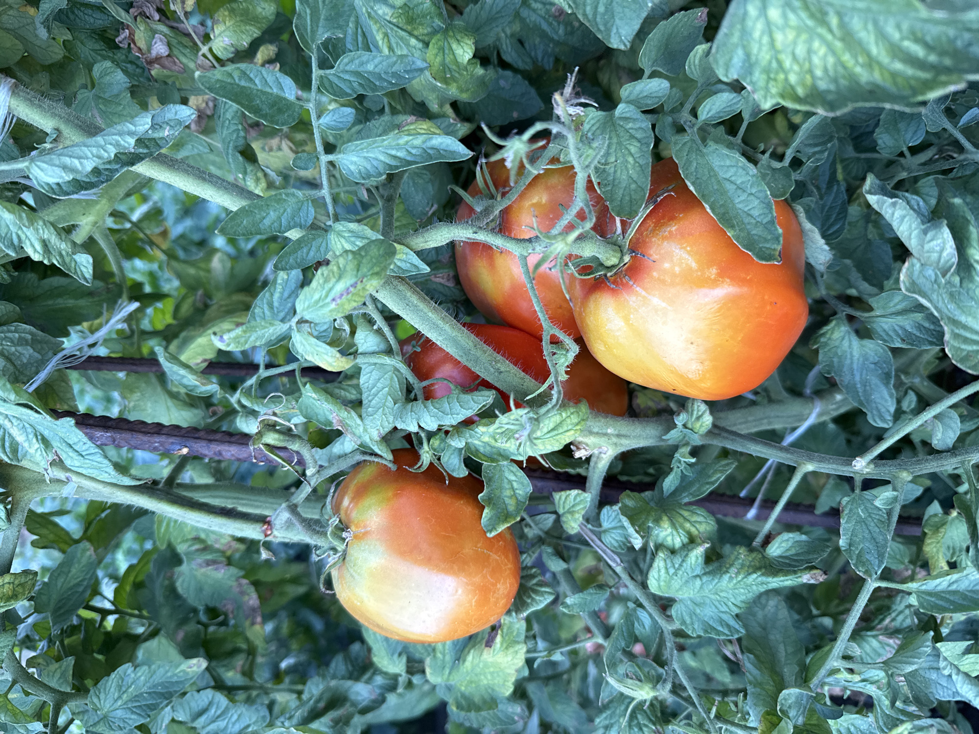 In Ekzarh Antimovo, Bulgaria, this close-up, eye-level photograph captures a cluster of ripe tomatoes on a vine, nestled amongst lush green foliage. The tomatoes are predominantly orange and red, with some showing a gradient from yellow to red. A dark metal stake supports the plant. The background is softly blurred, with the greens of the leaves dominating the scene. No people or animals are present.