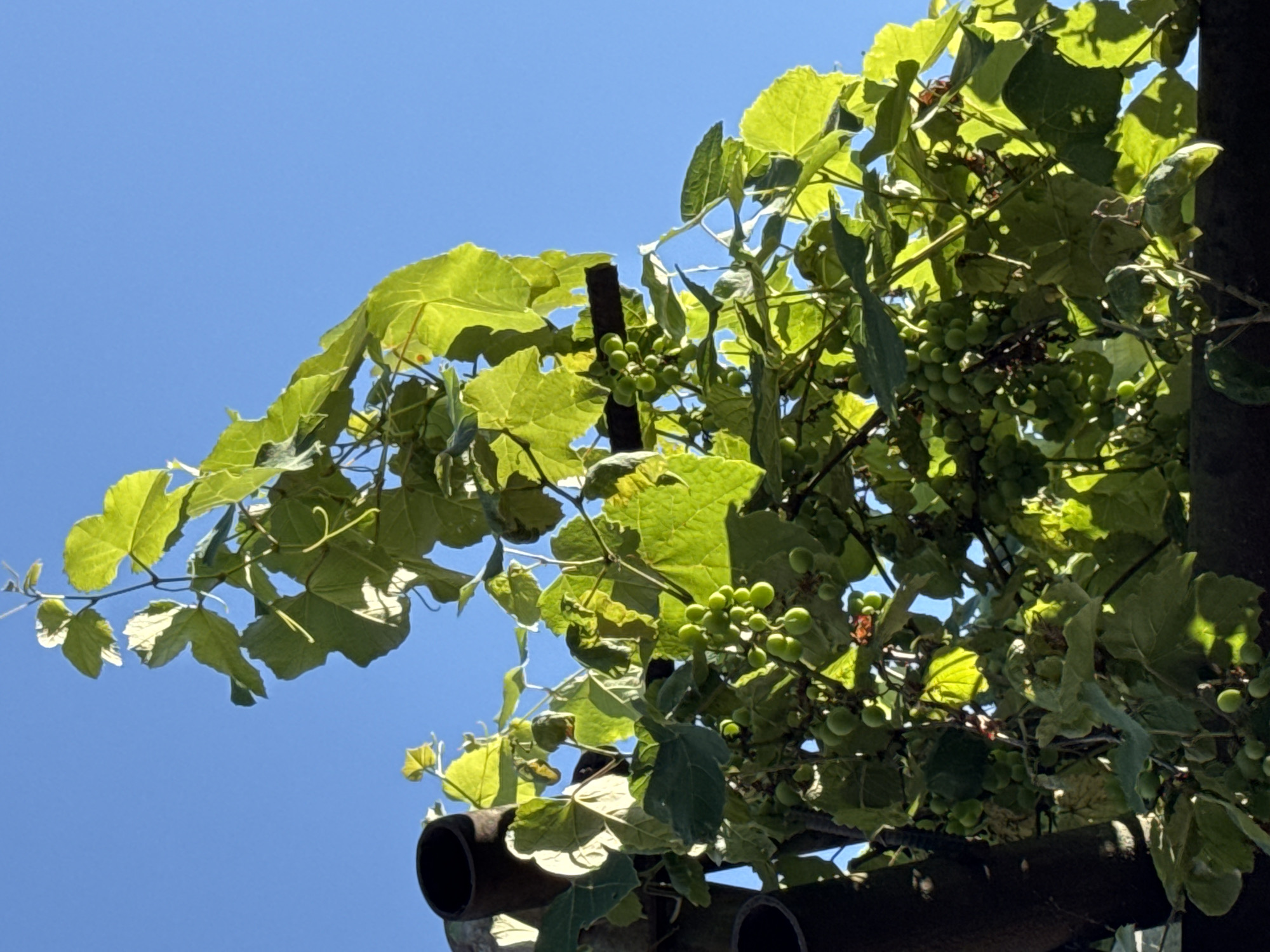 This media file is a close-up, upward-looking shot of a grape vine against a clear blue sky. The vine is laden with clusters of small, green, unripe grapes and numerous large, vibrant green leaves. The leaves are catching the sunlight, creating bright highlights and casting shadows. The overall impression is one of natural growth and the promise of future harvest.
The setting appears to be outdoors, with the bright sky suggesting a sunny day. The presence of what looks like a metal support structure, possibly part of a trellis or pergola, indicates a cultivated environment. The image evokes a feeling of warmth and the abundance of nature. The time of day is likely midday or early afternoon, given the bright sunlight and distinct shadows. No people are visible in the image. There is no visible text. The context provided places the scene in Sokhumi, Abkhazia.
