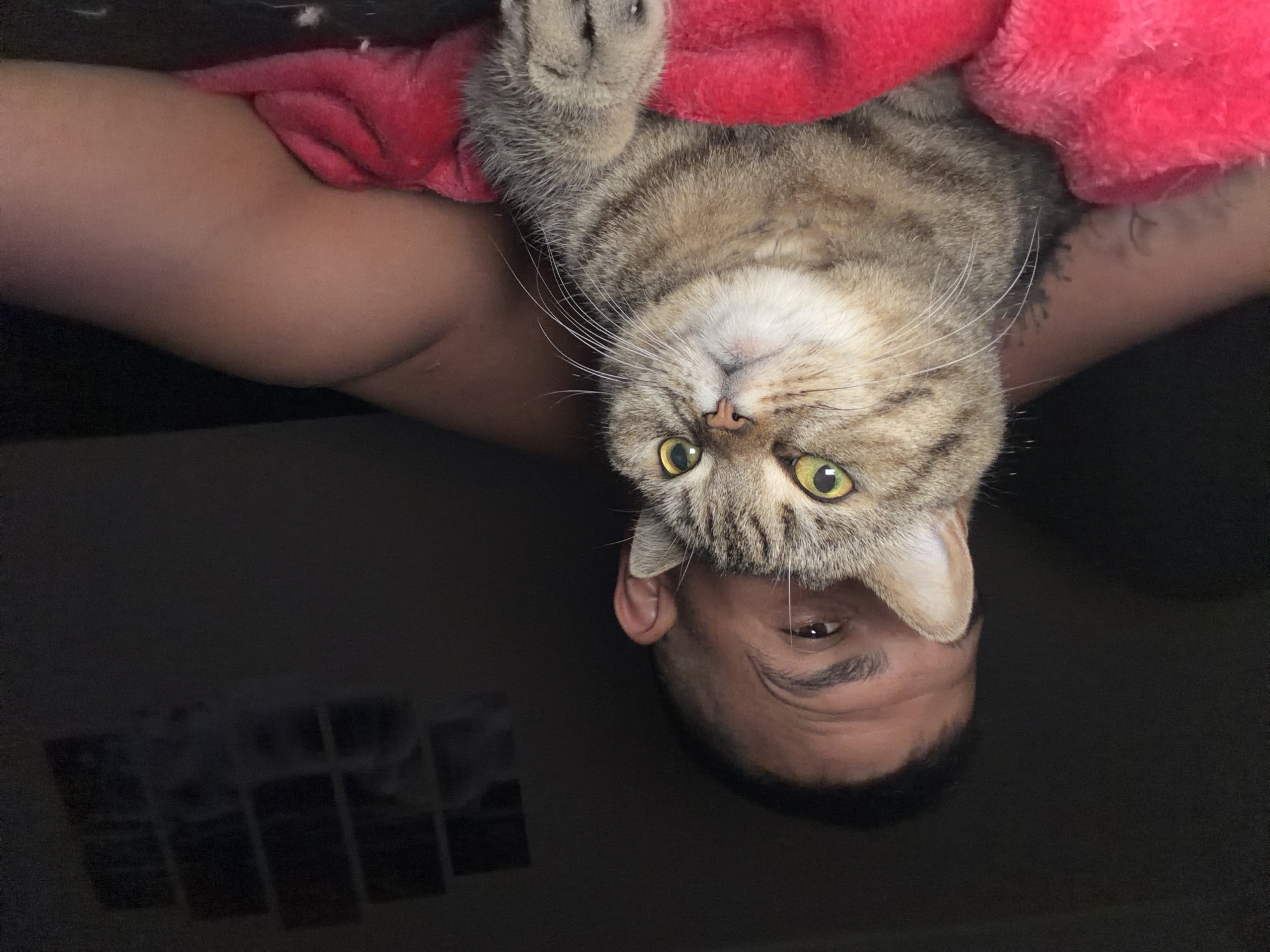 A gray tabby cat is held upside down by a person with brown skin and dark hair. The cat has yellow eyes and is lying on a red fleece blanket. The person's face is visible below the cat, and a small portion of a black framed artwork is visible in the background. The exact location in Sofia, Bulgaria is not discernable from the image.