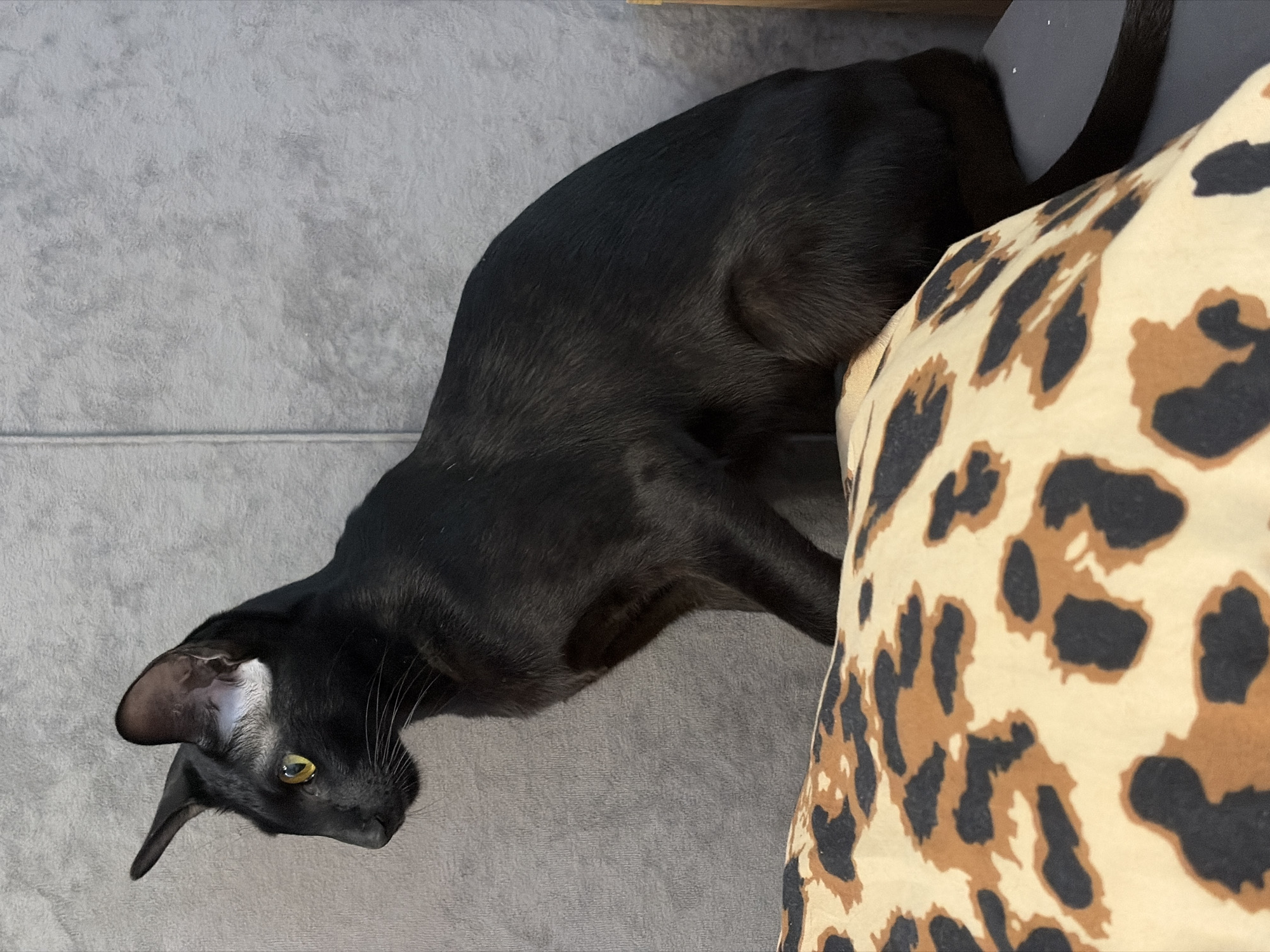 An Oriental Shorthair cat, all black with large ears and striking yellow eyes, is perched on a leopard-print pillow. The cat is facing left, looking intently at something out of frame. The background consists of a textured grey wall. The scene is indoors, and no specific location in Chaikovsky, Russia, can be identified from the image.