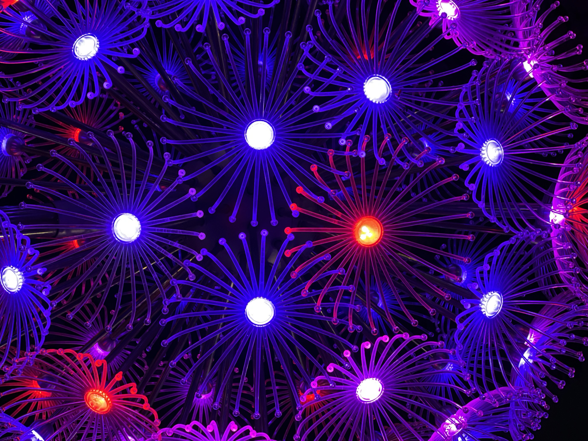 The image depicts a close-up view of an art installation composed of numerous circular structures with radiating fiber optic strands emanating from a central light source. Most of the light sources emit a cool blue or purple hue, with a few emitting a warmer red glow. The strands are spaced closely together, creating a complex web-like pattern. The overall effect is that of illuminated, artificial flowers.
There is no discernible human presence or activity in the image. The background is dark, emphasizing the illuminated structures. While the prompt asks to identify this installation in Krasnodar, Russia, I lack the information to do so.