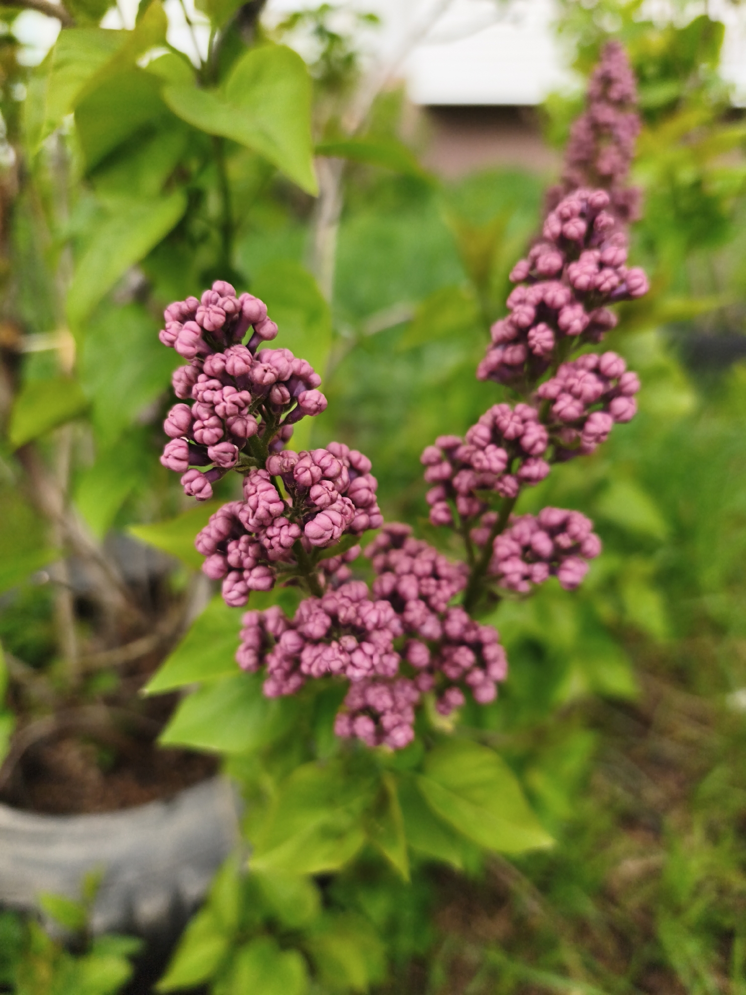 A close-up shot depicts a branch of lilac buds in the city of Chaikovsky, Russia. The lilac is in the foreground, with clusters of unopened, pinkish-purple buds tightly packed on the stem. The leaves surrounding the blossoms are green and glossy. The background is blurred, but shows greenery and possibly part of a structure. A tire filled with dirt is visible in the lower left corner.