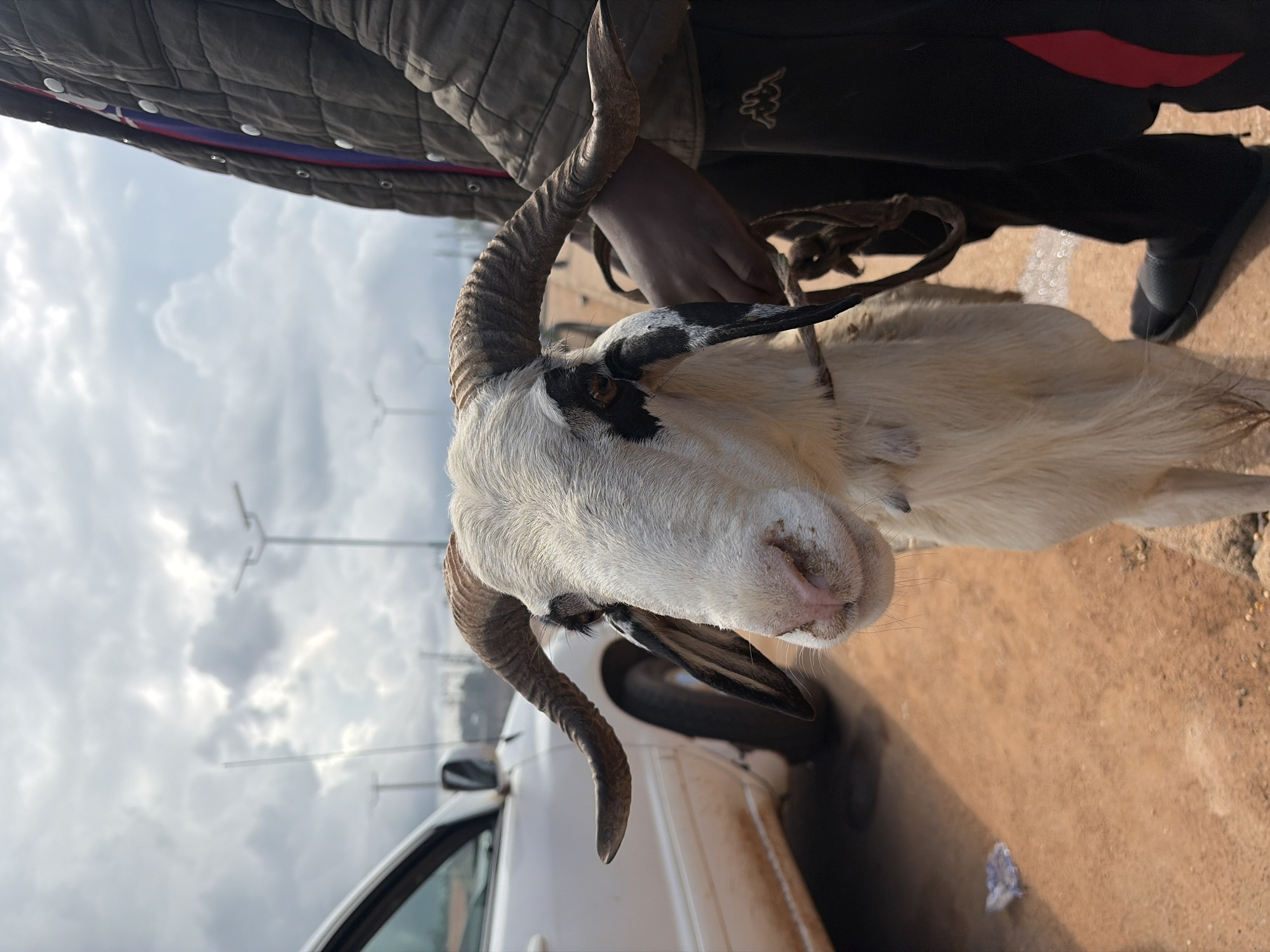In Bukuru, Nigeria, a medium shot captures a close-up of a ram's head as a person holds its lead rope. The ram has white fur, distinctive black markings around its eyes and ears, and large, curved horns. The person, wearing a dark quilted jacket over a blue and red striped shirt and black pants with a red stripe, stands to the right, their hand visible holding the rope. To the left of the ram, the side of a white vehicle is visible, its wheel and lower body showing. The ground appears to be reddish-brown earth, with some scattered debris, including a blue piece of plastic. In the background, overcast skies are punctuated by streetlights and what appear to be utility poles.