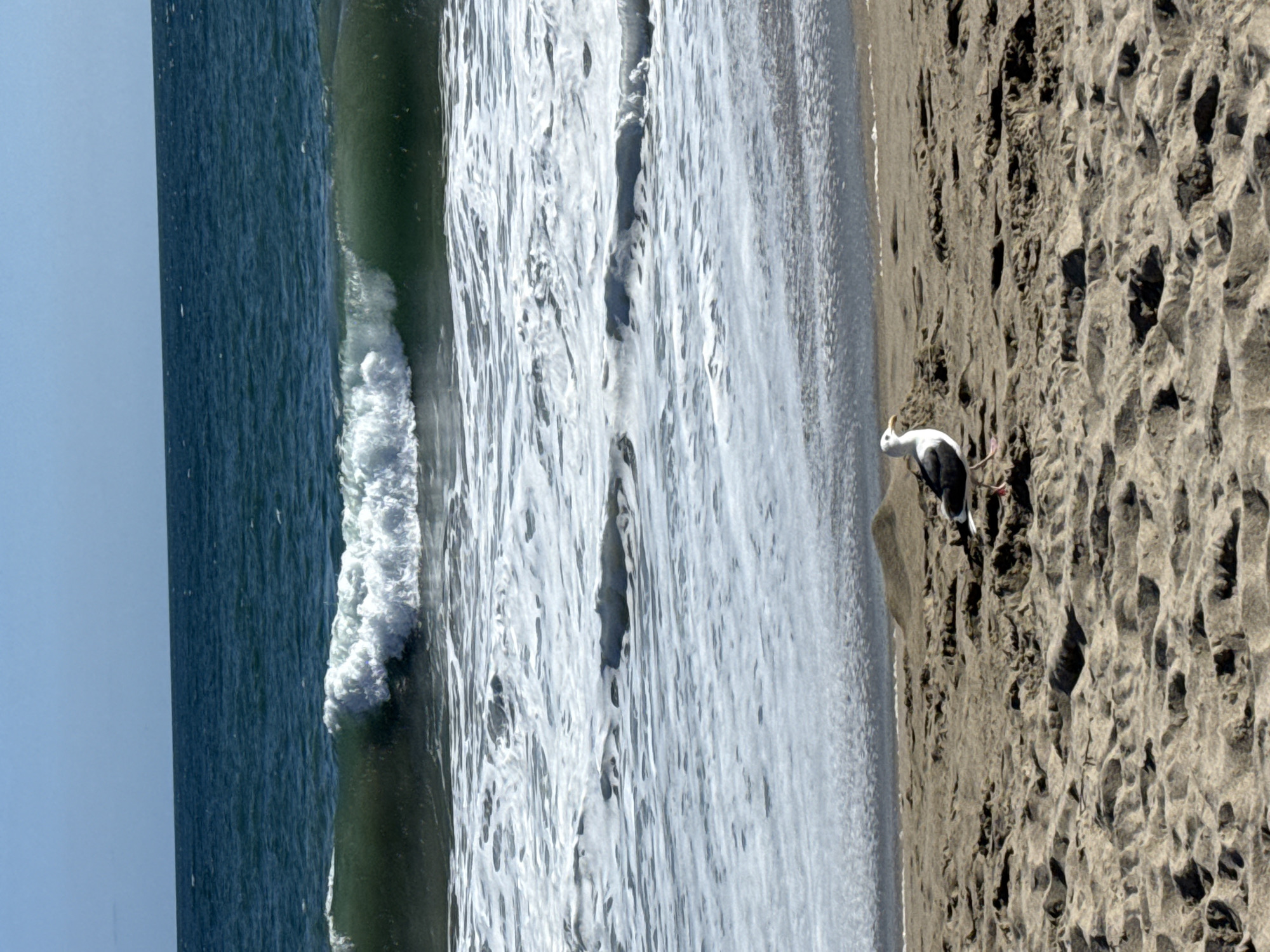 A solitary seagull stands on a sandy beach in Malibu, California, facing towards the ocean. The bird is positioned in the foreground, with its body angled slightly to the left. Behind the seagull, a wave is breaking, with white foam cresting and spreading across the water. The ocean stretches to the horizon under a clear blue sky. The sand is textured with ripples and shadows, suggesting it is a typical beach environment.