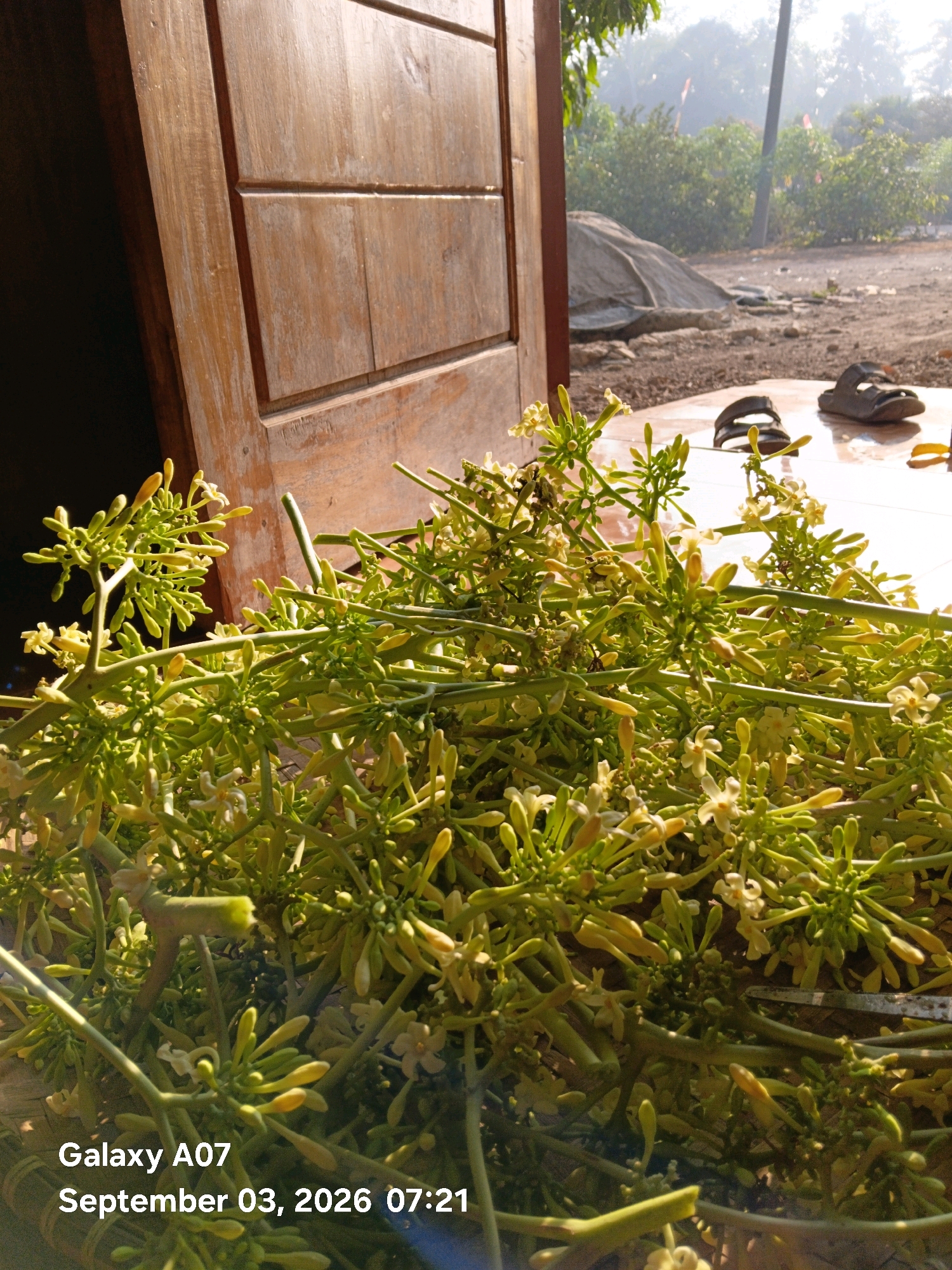 A vertical, close-up shot depicts a bounty of papaya flowers and buds arranged in a woven basket. The flowers, a delicate pale yellow and white, are clustered on long, thin green stems, with numerous unopened buds interspersed amongst them. The foreground is dominated by this lush display of flora, catching the warm, bright sunlight. In the background, a rustic wooden door stands partially open, revealing an outdoor scene. Beyond the doorway, the ground appears to be dirt and scattered debris, with a large tarp-covered object visible. In the far background, a hazy, sunlit landscape with trees and a pole suggests a rural or suburban setting. A pair of black sandals rests on the tiled floor near the doorway, indicating recent human presence. The date and time stamp "Galaxy A07 September 03, 2026 07:21" is superimposed on the bottom left of the image. The scene is set in Margo Rukun, Indonesia.