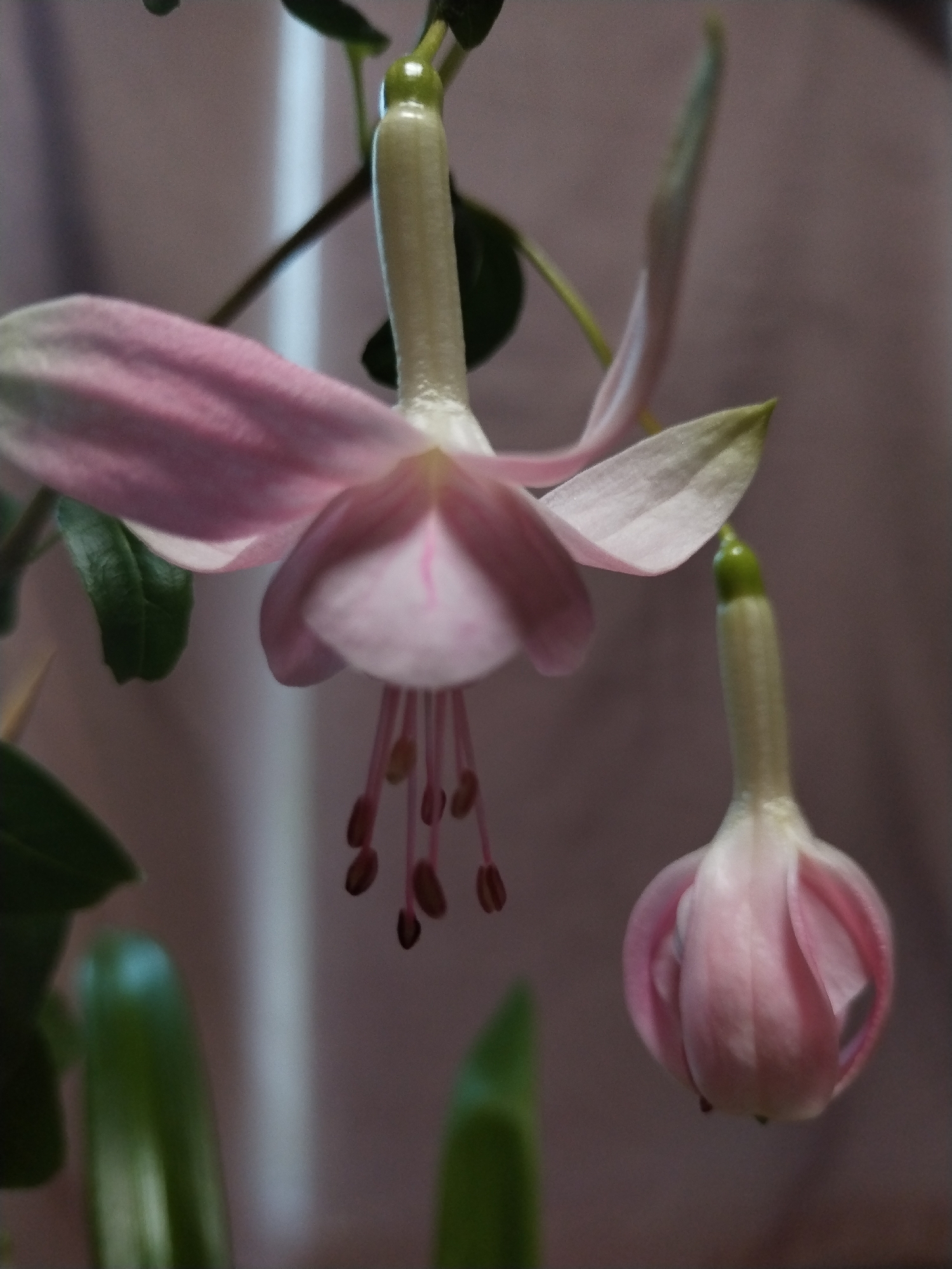 A close-up, low-angle shot focuses on two fuchsia flowers, one in full bloom and the other a bud. The bloom features delicate pink petals with lighter pink inner petals, and long, thin stamens with maroon tips hang down. The bud is a pale pink, elongated oval shape, with hints of green at the top. The background is a soft, muted pinkish-brown, creating a gentle bokeh effect. Several dark green leaves are visible in the foreground and mid-ground, adding depth and contrast. The lighting appears soft and diffused, highlighting the delicate textures of the flowers. The image was taken in Lagerevo, Russia.
