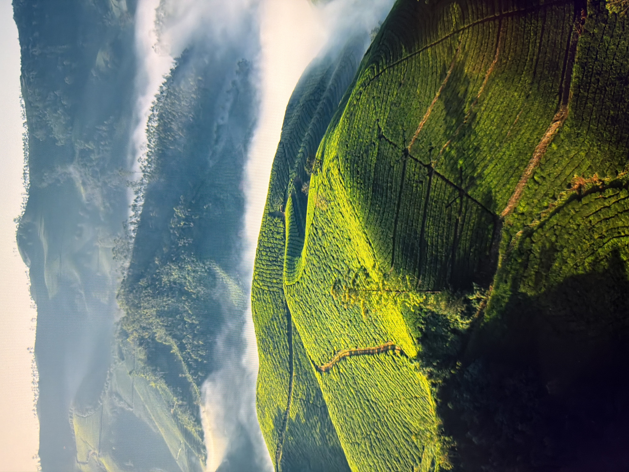 The image displays a vast expanse of lush green tea plantations sculpted into terraced hillsides. The undulating terrain is covered in neatly trimmed rows of tea bushes, creating a vibrant, textured landscape. A narrow, dirt path winds its way up one of the slopes, disappearing into the verdant expanse. In the background, a gentle mist or fog drifts through the valleys between the hills, partially obscuring distant trees and the tops of other hills, lending an ethereal quality to the scene. The lighting suggests either early morning or late afternoon, with warm sunlight casting long shadows and highlighting the vibrant green of the tea plants. The sky is a pale, hazy yellow at the top of the frame, transitioning to a light blue.
This image does not depict the city of Kyiv, Ukraine. It shows a landscape of rolling hills covered in tea plantations, a scene more commonly associated with regions like East Asia, South America, or parts of Africa, rather than urban Ukraine.